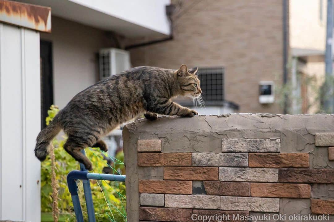 Masayukiのインスタグラム：「ぴょいっと。  #cat #ねこ #猫 #東京カメラ部 #nekoclub  #yourshotphotographer  #my_eos_photo」
