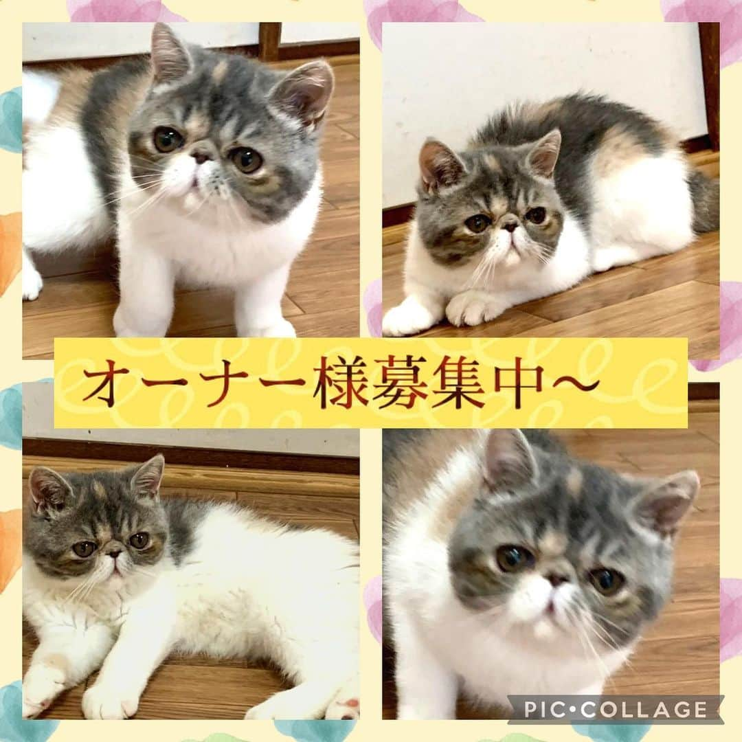 こちょねこ父さんのインスタグラム