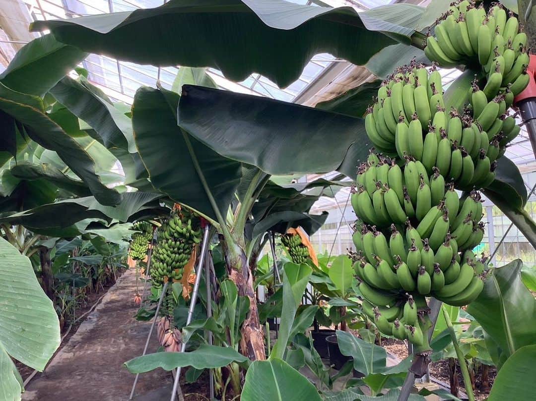 依田司のインスタグラム：「8月31日（木） 千葉県の【木更津ファーム】は2018年から“南国フルーツ”の代表格『バナナ』の栽培を始め、現在は年間で約４万本の収穫量を誇る農園です。 コチラでは『木更津』の語源とされる『きみさらず』の名をとり、『きみさらずバナナ』のブランド名で販売していますが、稀少な純国産バナナ故、国内流通は何と0.01％。品種も『グロスミッシェル』という、これまた世界的にも珍しいモノで、 もっちりとした食感とコクのある優しい甘味がたまらない“異次元のバナナ”と好評を受けているそうです。 ファーム直売所かホームページから。  最近、現場スタッフが大幅に入れ替わったこともあり、本日も私込みの写真まで手が回らず。。。でした泣。  #木更津ファーム #依田さん #依田司 #お天気検定 #テレビ朝日 #グッドモーニング #気象予報士 #お天気キャスター #森林インストラクター #グリーンセイバーアドバンス #プロジェクトワイルド #IPCC伝導者 #japan #japantrip #japantravel #unknownjapan #japanAdventure #japanlife #lifeinjapan #instagramjapan #instajapan #療癒 #ilovejapan #weather #weathercaster #weatherforecast」