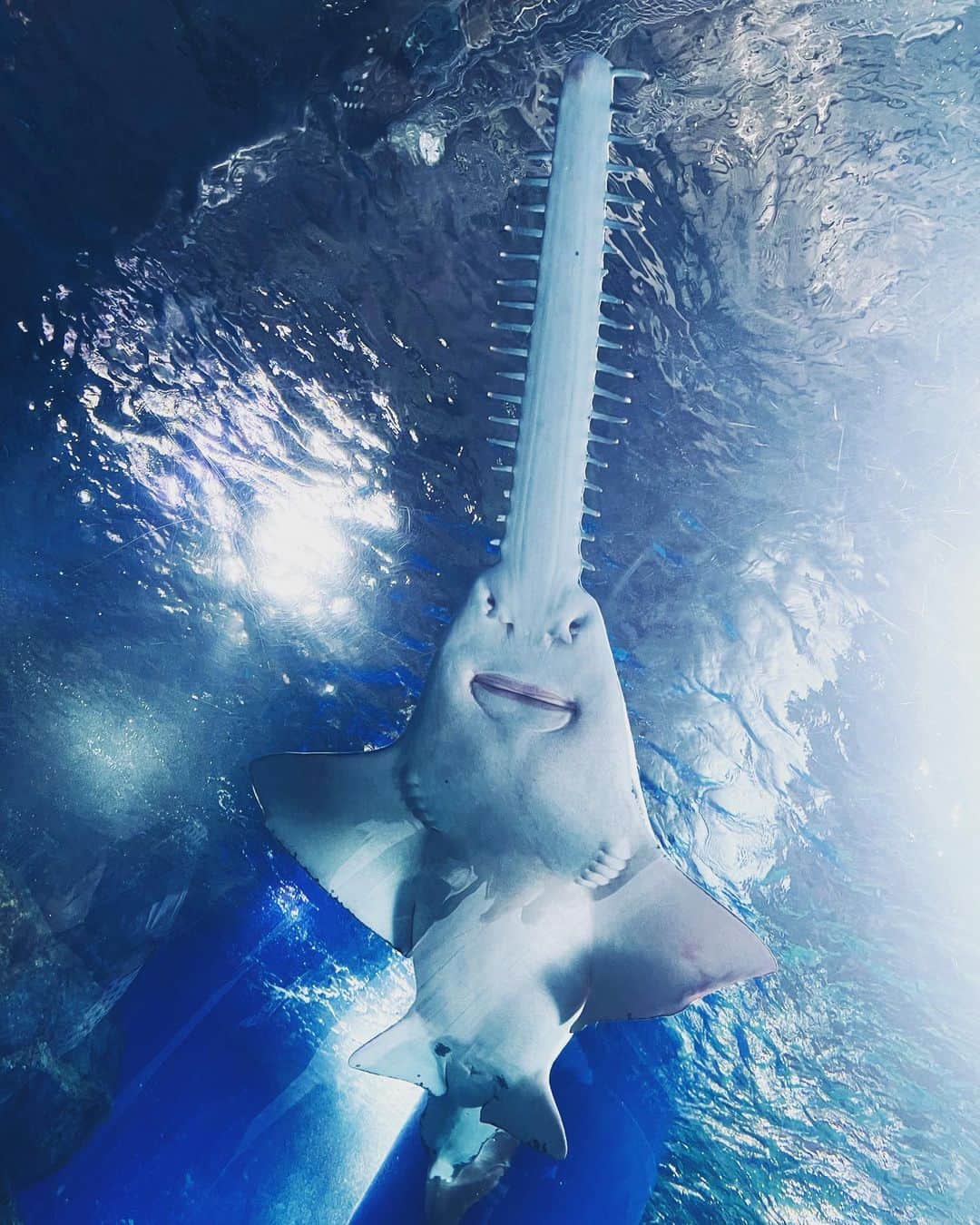 絢香のインスタグラム：「子供たちと水族館🐟🐡  夏の終わりに良い思い出ができたね 楽しそうな顔が見れてよかった👧👧  さぁー明日から岡山広島🎤 ツアーも残すところあと7本！ 楽しむよ〜✌🏻」