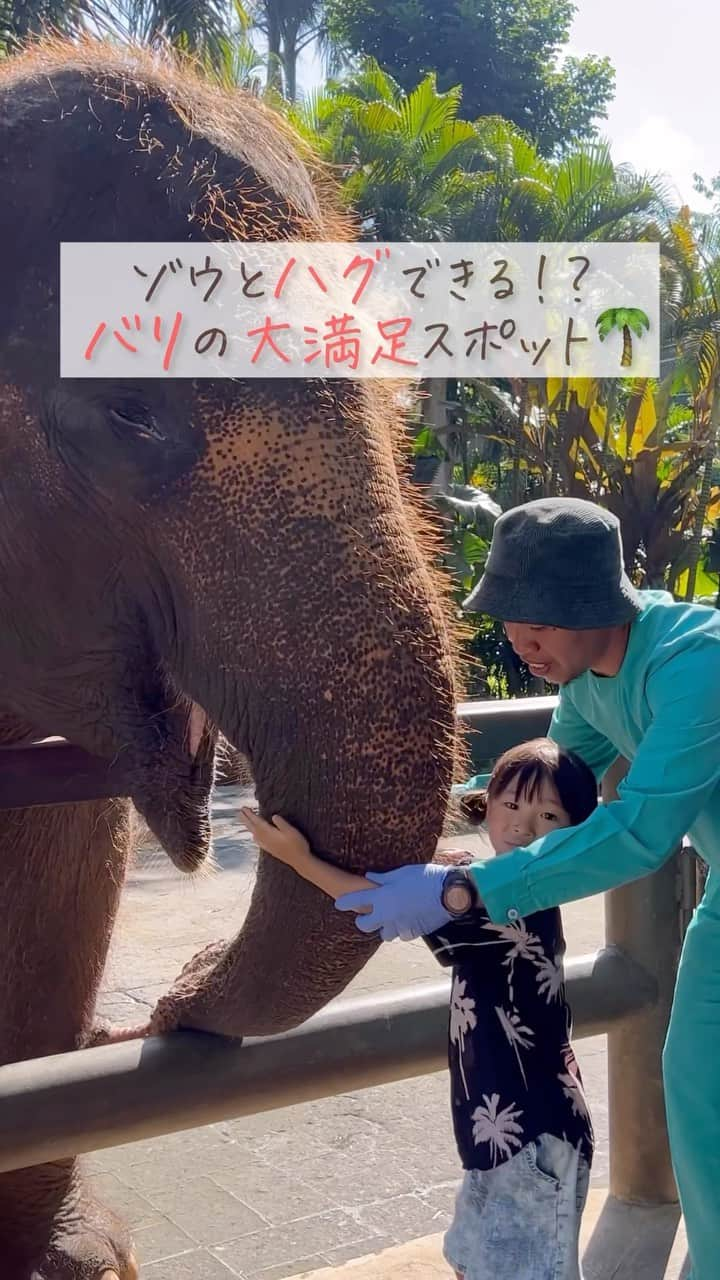 Kyooonのインスタグラム：「バリの大満足スポット🌴  【Bali Zoo🦣🦁🐍】に行ってきました。  動物たちとの距離が近くて 餌も大盛り😂  今回ゾウには乗らなかったけど ゾウにも乗れて、プールもあって 小さい子も楽しめる動物園✨  スタッフの方も優しくて 2階建てバスに乗りたくて10分待ってたんだけど 来たのは1階建てバス‥  残念がってたら子どもたちを助手席に乗せてくれて😳 さすがバリ🥹🌴🫶 心も大満足の休日でした。 　  次女はいつも🦌さんとの距離近いねんっっ🤣」