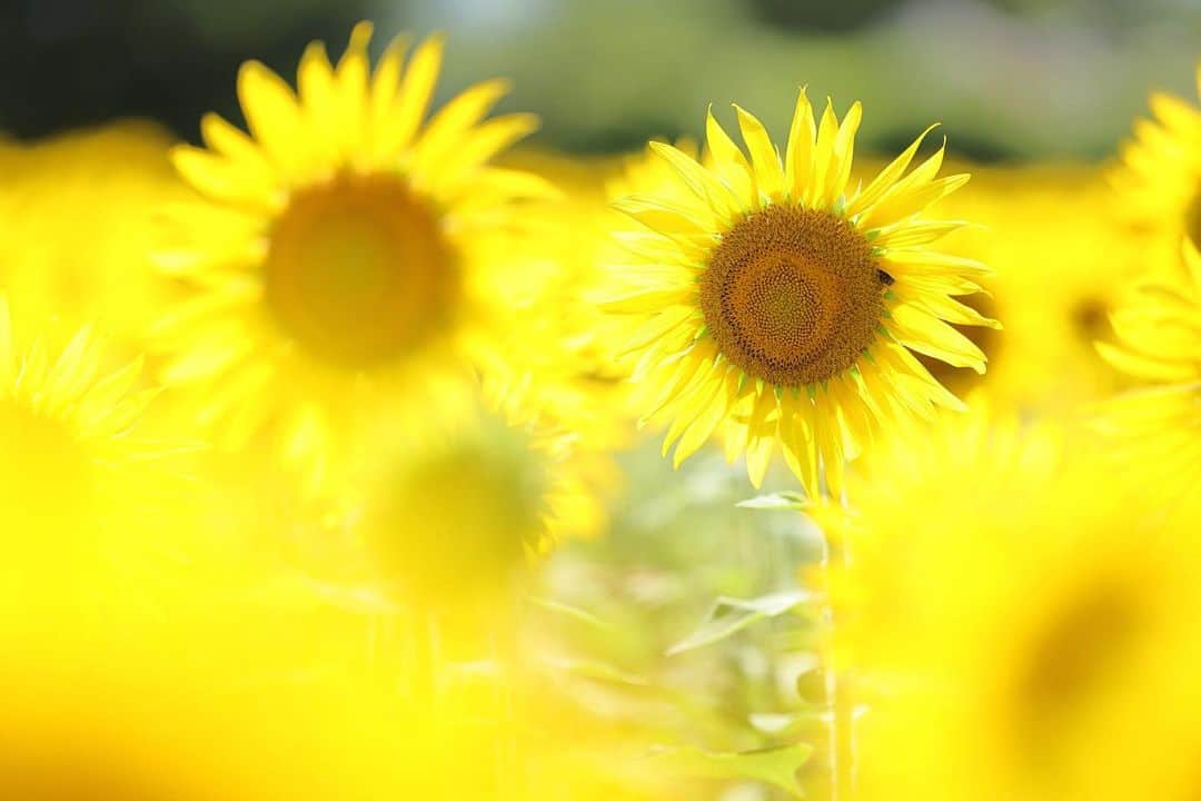 kiccyomuのインスタグラム：「☀️ 2023.08.31 Thu #座間ひまわりまつり  元気な #向日葵 🌻 向日葵🌻はこれで終わり？🤗  8月も今日が最終日 9月になっても… しばらく暑い日が続きそうですネ😅  location #神奈川 ❣️ 📷撮影 2023年8月11日」