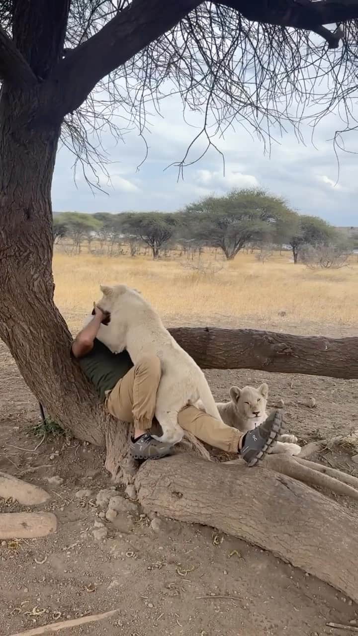 سعودのインスタグラム：「Casper with love ❤️  #lion #africa #wildlife #kuwait #saudiarabia #dubai」