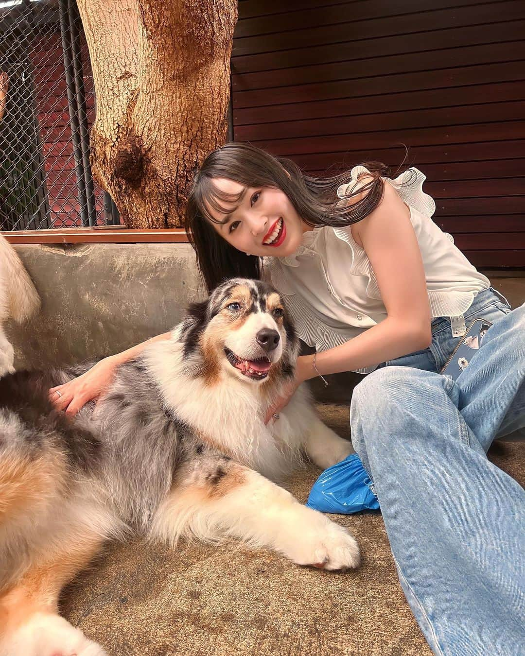 待鳥志織さんのインスタグラム写真 - (待鳥志織Instagram)「さいっこうに癒された日🐶🤍 タイに行く人は絶対行くべき..！！ どの子も愛おしすぎたな~！！ 大型犬お迎えするのが夢♡ #trueloveneverland#タイ#バンコク#タイ旅行#ハスキーカフェ#🇹🇭」8月31日 20時16分 - __.shiori_