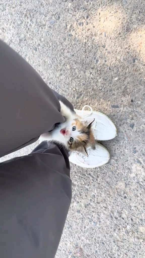 Cute Pets Dogs Catsのインスタグラム：「she adopted you  Credit: awesome lyamis_s (tt) ** For all crediting issues and removals pls 𝐄𝐦𝐚𝐢𝐥 𝐮𝐬 ☺️  𝐍𝐨𝐭𝐞: we don’t own this video/pics, all rights go to their respective owners. If owner is not provided, tagged (meaning we couldn’t find who is the owner), 𝐩𝐥𝐬 𝐄𝐦𝐚𝐢𝐥 𝐮𝐬 with 𝐬𝐮𝐛𝐣𝐞𝐜𝐭 “𝐂𝐫𝐞𝐝𝐢𝐭 𝐈𝐬𝐬𝐮𝐞𝐬” and 𝐨𝐰𝐧𝐞𝐫 𝐰𝐢𝐥𝐥 𝐛𝐞 𝐭𝐚𝐠𝐠𝐞𝐝 𝐬𝐡𝐨𝐫𝐭𝐥𝐲 𝐚𝐟𝐭𝐞𝐫.  We have been building this community for over 6 years, but 𝐞𝐯𝐞𝐫𝐲 𝐫𝐞𝐩𝐨𝐫𝐭 𝐜𝐨𝐮𝐥𝐝 𝐠𝐞𝐭 𝐨𝐮𝐫 𝐩𝐚𝐠𝐞 𝐝𝐞𝐥𝐞𝐭𝐞𝐝, pls email us first. **」