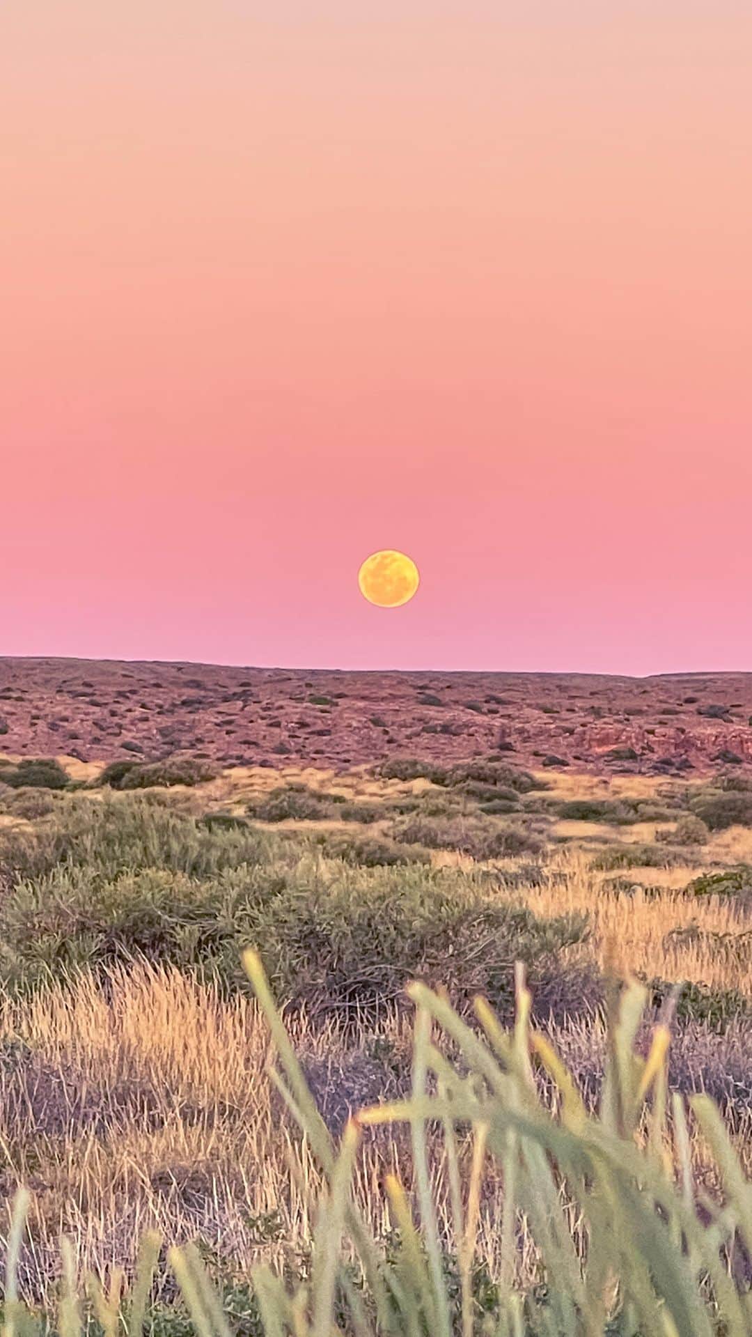 のインスタグラム：「Moon rise magic in Ningaloo 🌙  Imagine paddling in calm crystal clear turquoise water looking at all the stunning coral beneath, watching colourful fish, turtles and dolphins swim by, hearing the sounds of whales breaching, and watching the moon rise against a vivid pastel sky over the range. My idea of heaven 💕  This was filmed a few moons ago in my happy healing place. There’s something so special about Ningaloo that always make me feel alive. After weeks off grid, in the ocean each day, so much of my pain subsided and the stiffness in my hands was one of my only symptoms by the end of the trip. Nature at its finest. There is something very powerfully healing for the soul, for the microbiome, for the nervous system and for the immune system when we immerse ourselves in richly biodiverse environments 🌏  And while I can’t be there right now I’m spending my days rewatching videos of swimming with turtles and padding with dolphins and it’s bringing back all those incredibly heartwarming feelings 🐢🐬🐋🐠   I’m also currently reading @soulstokenovel a book written by the talented WA writer Shannon Sullivan, a healing, self discovery journey to this magical part of the world. Proceeds of the book go to @protectningaloo who do the important work of ensuring this pristine paradise continues. Their vital role helps to protect marine life and the eco system so future generations will have the opportunity to experience it’s magic 🪸🌊」