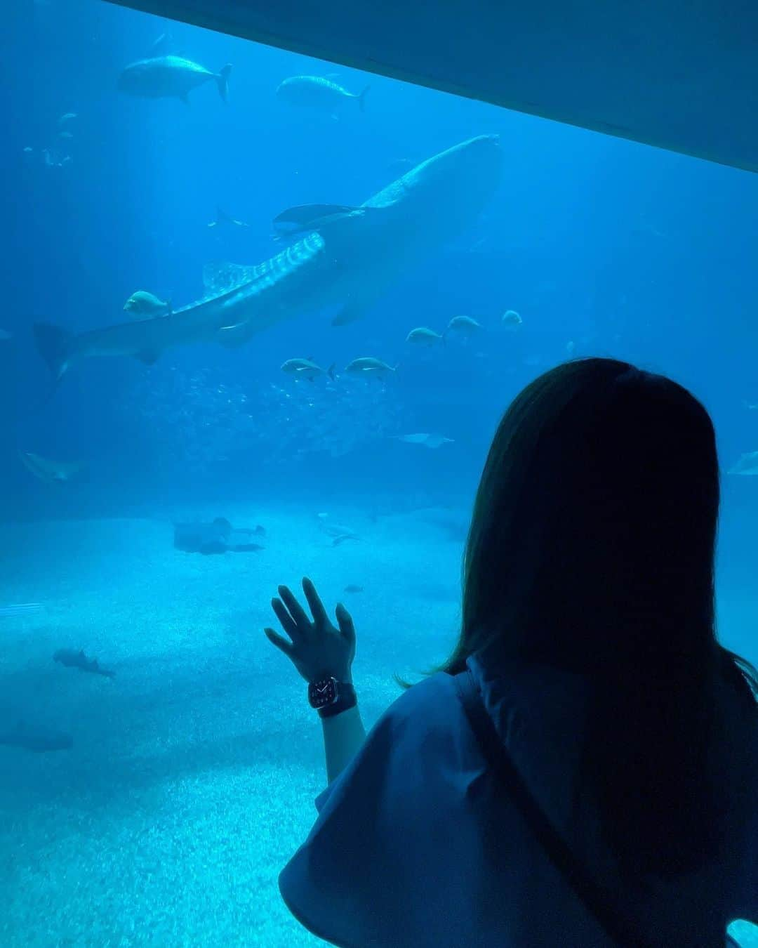 高木美佑のインスタグラム：「🦈🐠🦭  福原香織さんと癒しの水族館 海遊館へ行ってきました〜！！  実はグラブルEXTRAフェスで大阪へ行かせてもらった時の合間に！ 1時間くらいの滞在だったけど 香織さんと久々にたくさんお話しながら 名物ジンベイザメやお気に入りのすやすやアザラシに会えて大満足🩵 幸せいっぱいな休み時間を過ごさせていただきました✨️  8月も終わりということで まだ話してなかった夏の思い出でした🫧  みんなは楽しい夏を過ごせたかなー？🌻  #海遊館 #ジンベイザメ#アザラシ #いか焼き」