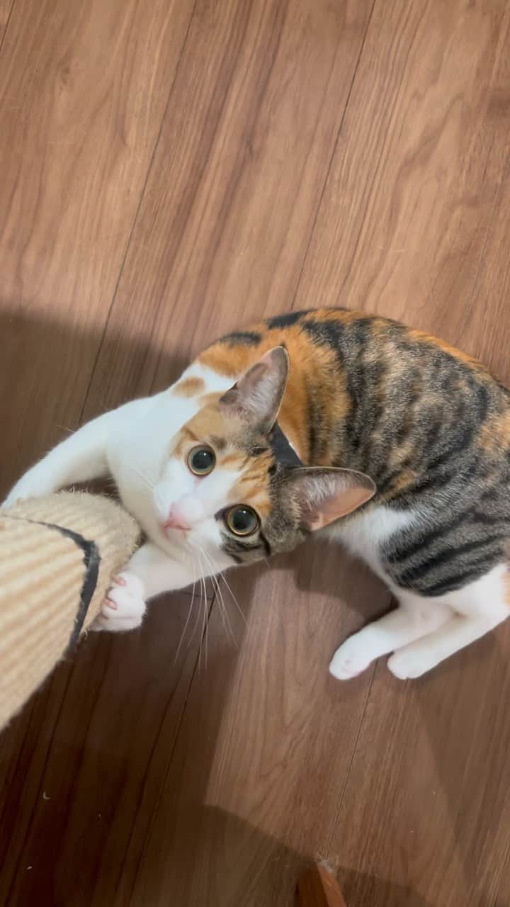 のインスタグラム：「かわいい子❤️ . . .  ＿＿＿＿＿＿＿＿＿＿＿＿ ＼ねこの金太と蒼太とすず／ 金太(９)スコティッシュ 蒼太(６)ラガマフィン すず(１)保護ねこ ▷▷ @vvviopw  ＿＿＿＿＿＿＿＿＿＿＿＿  #にゃんすたぐらむ#catsofinstagram  #meowed#9gag #猫のいる暮らし　#ねことの生活　#猫好きさんと繋がりたい#三毛猫　#保護猫#三毛猫すず#calico」
