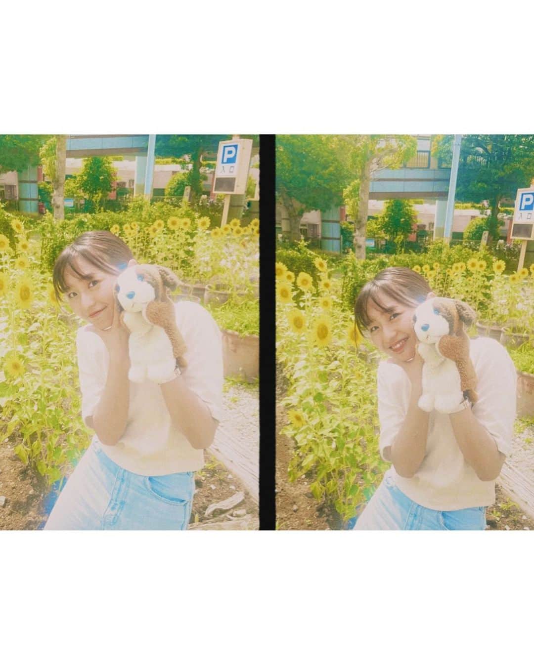 橋本乃依のインスタグラム：「☺︎ 本部のひまわり綺麗だったなあ🌻 みーんなで植えて、育てた、愛情たっぷりの向日葵さんたち✨ おかげさまで最高の夏になりました！ありがとう❤️‍🔥 生放送終わり水まきに向かうとすでにリスナーさんがまいてくださっていたり、、温かい番組だなあとほっこり この夏でさらにこの番組が大好きになりました！ これからも新米サラダDJ橋本乃依を宜しくお願いします🥗🎧♡  #musicsalad #bayfm #ひまわりさらだ」