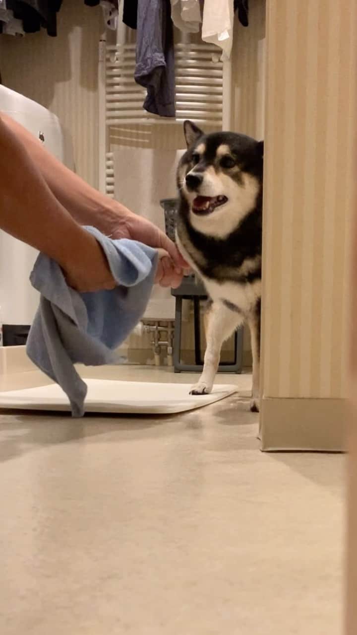 吾子のインスタグラム：「・ ・ お散歩あとにあんよ洗い🛀🐶 ・ ・ おかしゃんが洗ってくれて、おとしゃんが拭き拭き🐶どっちもあこわんは嫌い🐶… ・ でも1日2回は足洗うわん🐶❤️ ・ ・ ・ ・ ・ #キックキック❗️した日は爪の泥が取れない #夜ンポ涼しくなったよー🐶❤️ #sapporo  ・ 北海道の柴犬 #柴北会 の皆ワン🐶暑い日は水いっぱい飲もう〜🐶✨ ・ #adorable #instadog#shibainu#dog#柴犬ライフ #instashiba#柴犬マニア #9gag #barked #kuroshiba#socute #cutedog#いぬのきもち #黒柴 #dogstagram_japan」