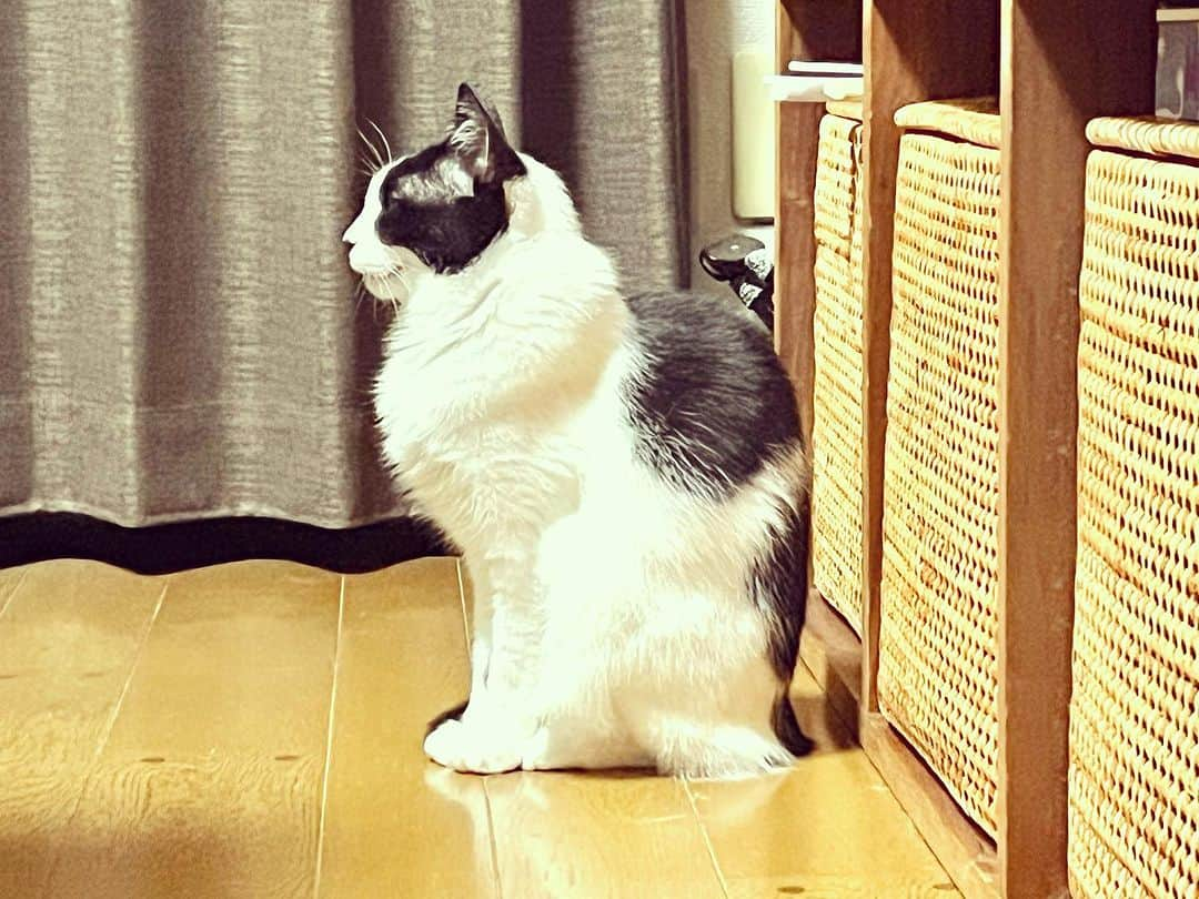 辻本耕志さんのインスタグラム写真 - (辻本耕志Instagram)「完璧なフォルム。  #猫　#ねこ　#ネコ　#胡麻　#ごま　#cat #form」8月31日 20時45分 - tsujimotokouji