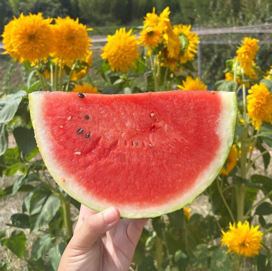 稲富菜穂のインスタグラム：「8月もう終わる！！！！！！！  の駆け込み夏投稿🍉☀️🌻 liveニュース泉州生中継で夏満喫してた🤣  #夏 #🌻 #🍉」