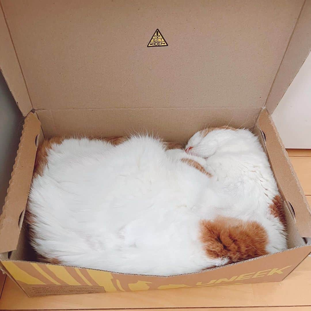 のんたさんのインスタグラム写真 - (のんたInstagram)「のんちゃんから残暑お見舞い📦お届けします」8月31日 13時22分 - utacci