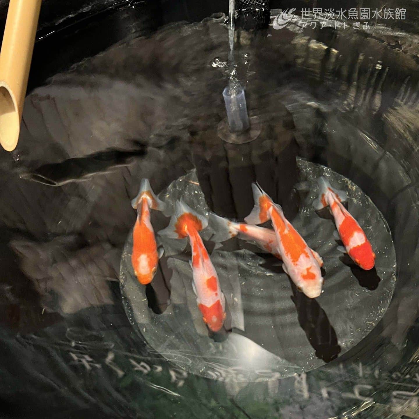 世界淡水魚園水族館 アクア・トト ぎふのインスタグラム：「あまり水流は無いところです。 こっち側に気になる何かがあったのでしょうか。  #アクアトト #水族館 #aquarium #企画展 #金魚 #きんトト #夏のアクアトトの金魚 #オアシスパーク #河川環境楽園」