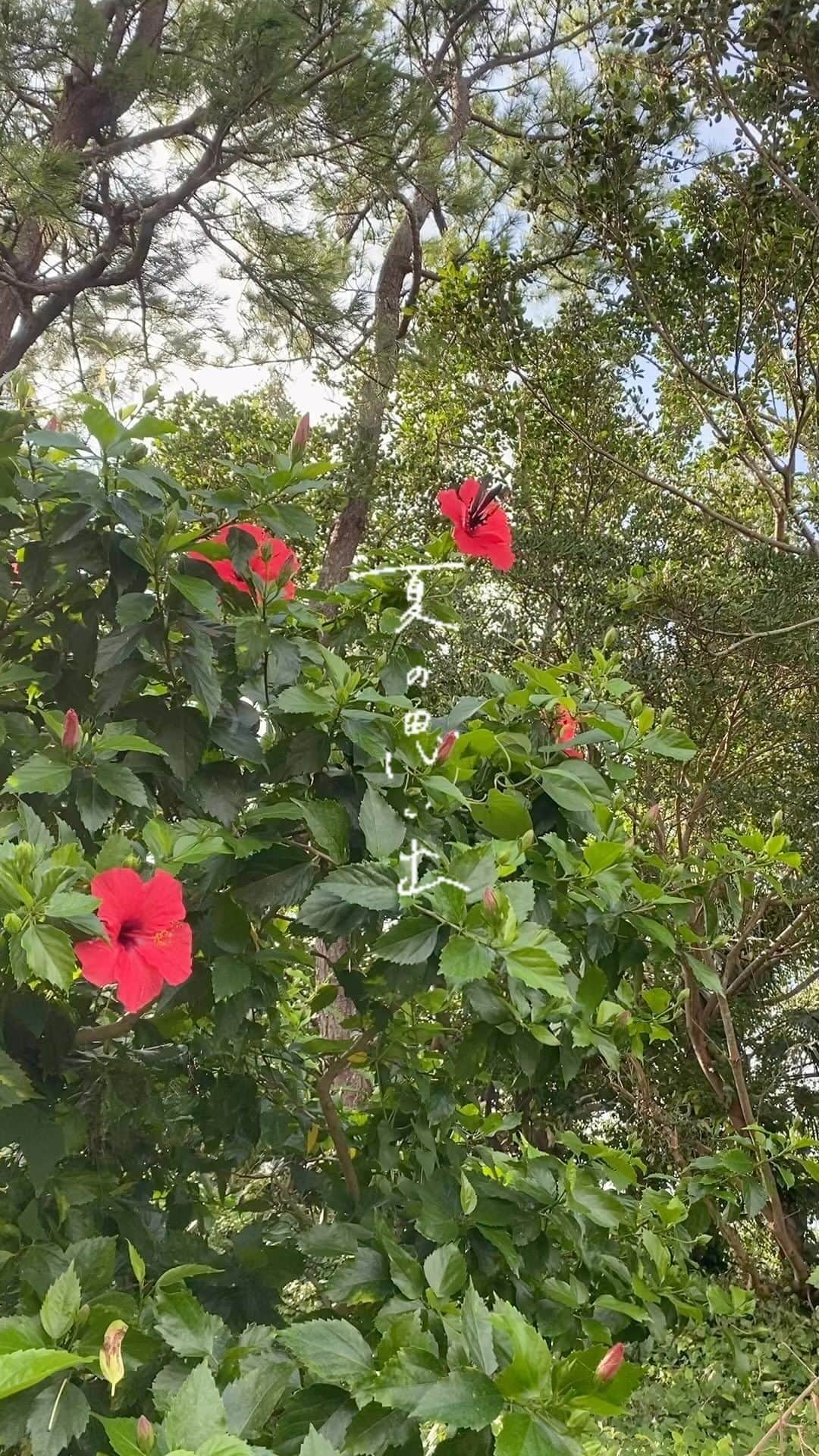 上妻未来のインスタグラム：「🌺🦋」