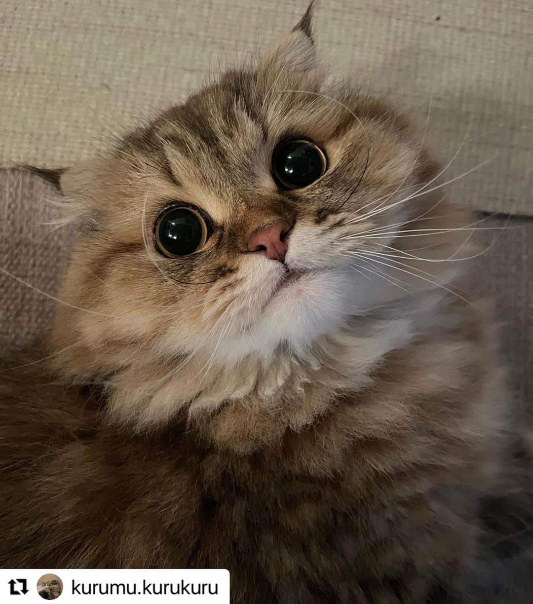 【公式】いぬのきもち・ねこのきもちのインスタグラム：「#Repost @kurumu.kurukuru さんのくるむくん。  お目々に星３つ✨  可愛いね💕  ハッシュタグ #いぬのきもち #ねこのきもち に投稿いただいた可愛い写真をご紹介しています！ 「いぬのきもちWEB　MAGAZINE」、「ねこのきもちWEB MAGAZINE」でもご紹介させていただくことも！  -------------------  .  #ねこ #猫  #ねこすたぐらむ #ねこのきもち #ねこ好き #ねこと暮らす #ねこ好きさんと繋がりたい #猫好きな人と繋がりたい #猫がいる生活 #猫と暮らす#猫好き #cat #catstagram #catsofinstagram #cats_of_instagram  #スコティッシュフォールド」