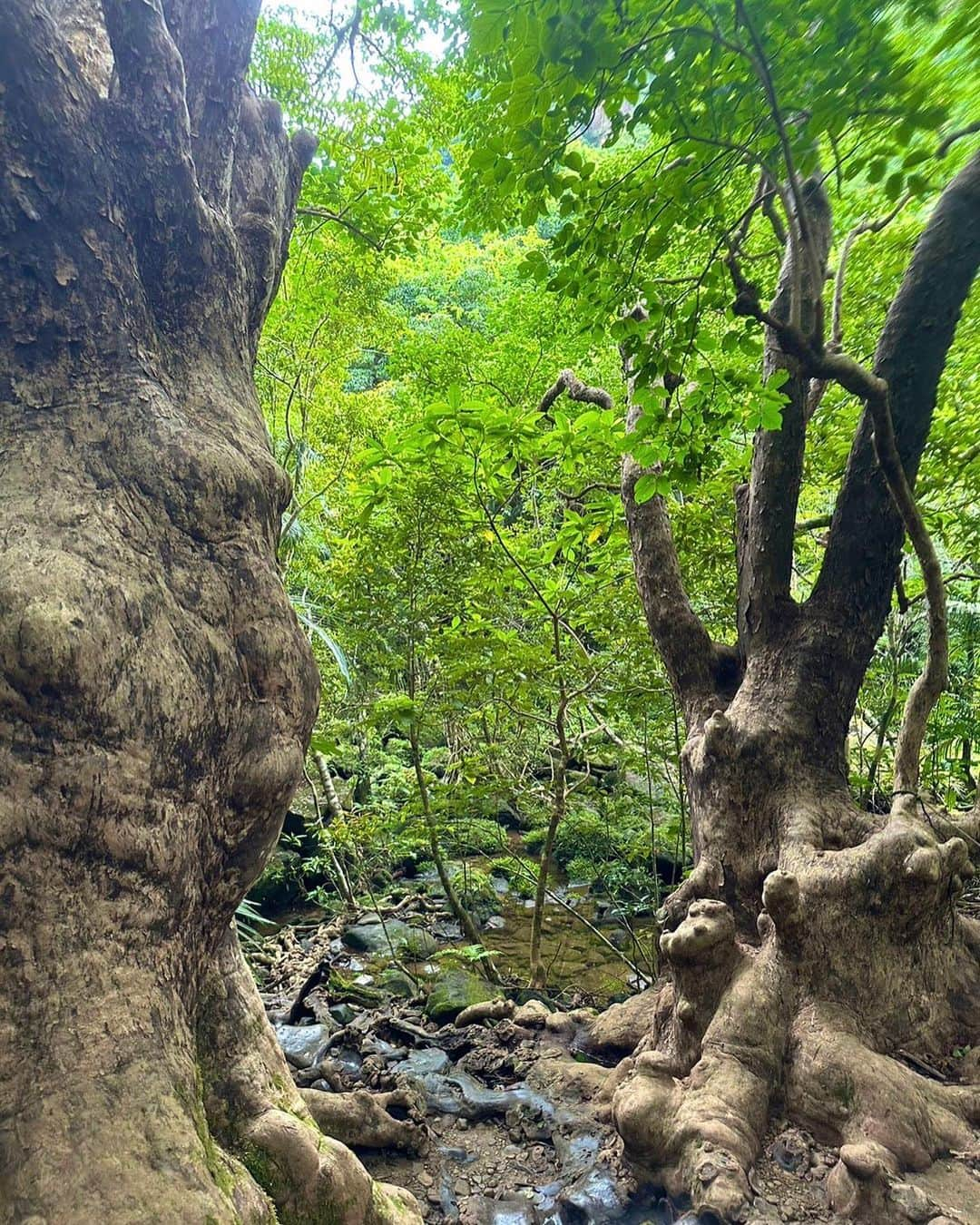 中村香夏さんのインスタグラム写真 - (中村香夏Instagram)「. 生きてるー‼️ って感じ🌱🐜」8月31日 14時15分 - _052k