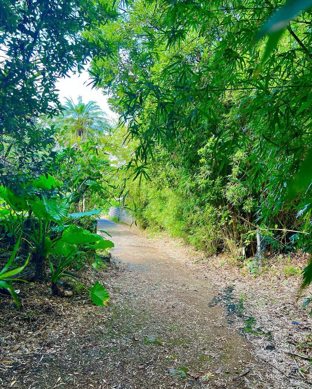 麻美さんのインスタグラム写真 - (麻美Instagram)「@kenshin.japan  憲ちゃんオススメスポット☝️その2 . 加計呂麻島 ガジュマル ． ⭐️⭐️⭐️⭐️⭐️ 神が宿る木🌲 ． 樹齢100年以上の聖木🌲として知られるガジュマル ． トトロに出てきそうな道を歩いていくと… ． 凄い神聖な空気が🤩 ． そしてガジュマルに触れると不思議なパワーをもらえるらしい✨✨✨ ． 突然…心が安らかになり 頭が明白になる✨✨✨ ． 鳥肌立つような💦 新鮮なものが一気に身体中に入り込んでくる… ． そして 邪念が抜ける… ． 癒しではなく 浄化‼️ ． @kenshin.japan  浄化の意味わかった✌️ ありがとう😊 ． #スピリチュアル体験 #奄美大島 #加計呂麻島 #ガジュマル #浄化」8月31日 14時23分 - mami0s
