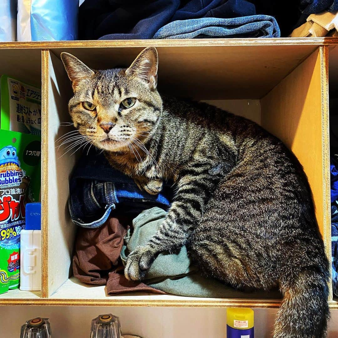 相原コージさんのインスタグラム写真 - (相原コージInstagram)「#ねこ　#キジトラ　#箱　#棚  #収まる　#cat #box」8月31日 14時54分 - kojiaihara