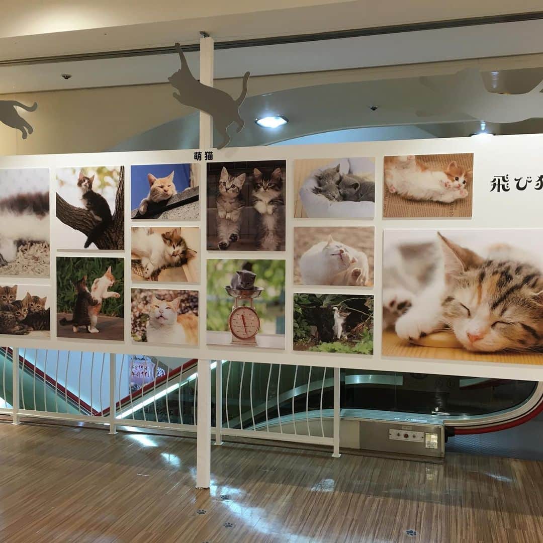 五十嵐健太さんのインスタグラム写真 - (五十嵐健太Instagram)「札幌エスタが今日閉店するらしいです 小さい猫写真展をエスタで昔やったので無くなるのは残念です  エスタは館内の人が多い印象でした  全国から写真展や猫イベントの開催依頼はお待ちしてます(^^)  鹿児島から北海道まで、どこでも行きたいですね #札幌エスタ  #飛び猫　#猫イベント　#猫フェス  #エスタ  #札幌エスタ  #猫写真展」8月31日 15時54分 - tobineko_0