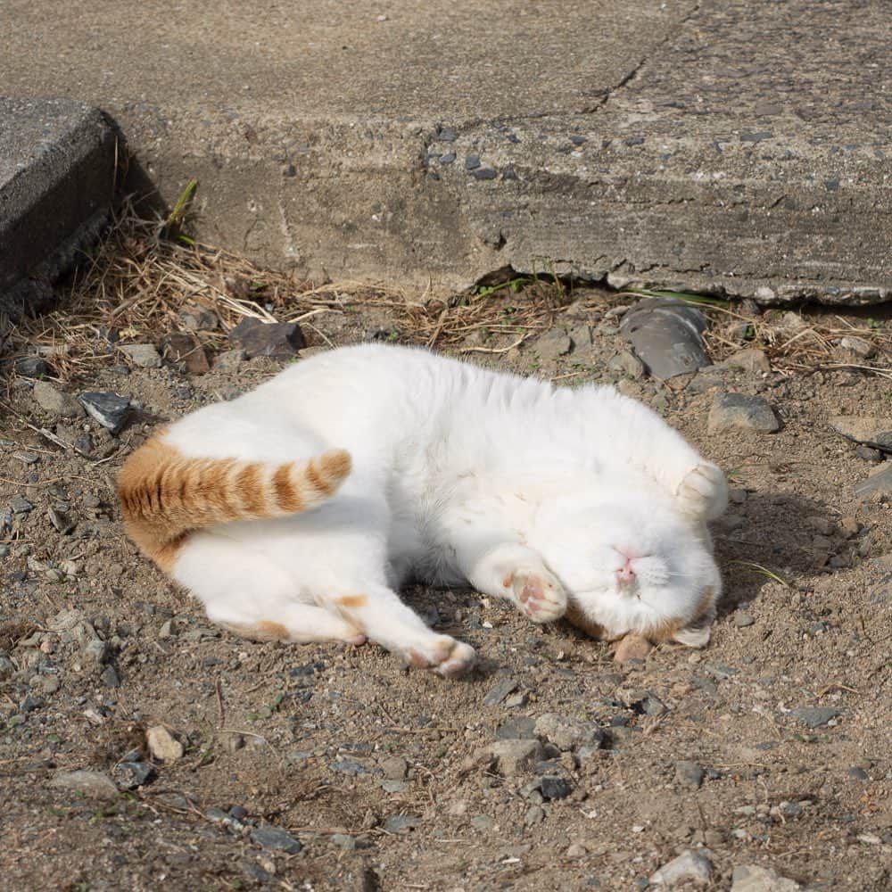 五十嵐健太のインスタグラム：「日向ぼっこ日和 #猫　#ひなたぼっこ」