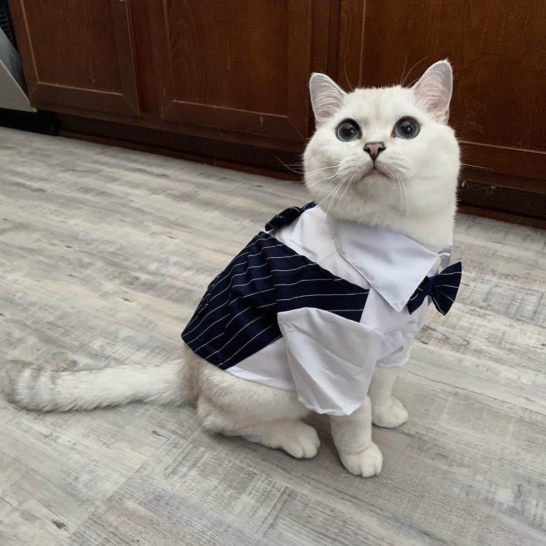 ミスター・ホワイトのインスタグラム：「How are you doing?   #meow #cute #cat #catsofinstagram」