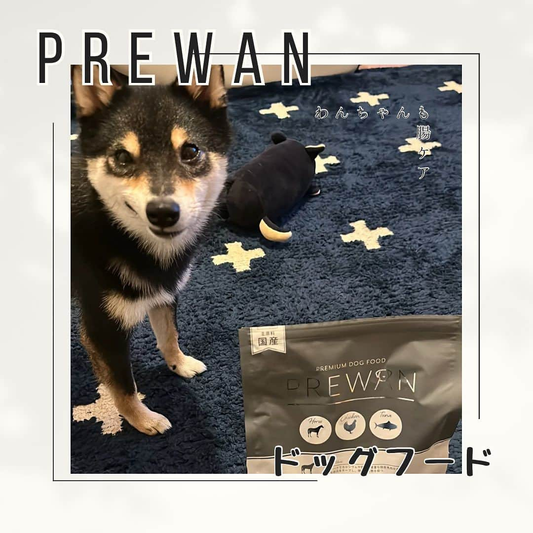 岩瀬玲のインスタグラム：「新しいドッグフードを試しました（サブが）  PREWAN @prewan_official というフード  総合格闘家の朝倉未来さんが プロデュースしたんだって！ 格闘家なら成分にも詳しいだろうし かわいいわんちゃんを飼ってるらしく 信用できる😂  PREWANの特徴は 🐾HMBカルシウム、クマザサ、乳酸菌配合 🐾ヒューマングレード 🐾合成保存料、防腐剤、合成着色料などフリー 🐾オイルコーティング無し 🐾紹介しやすいように雑穀はパウダーに  なんでもこのフードとお水だけで 健康維持ができる 総合栄養食なんだって  総合格闘家がプロデュースの 総合栄養食、ということです😁  売上の一部は保護犬猫団体へ支援してるそうです👏  カツオ風味のいい香りがサブ好みだし 腸活にもこだわってるフードだから良さそう 💩はワンちゃんの健康探るのにめちゃめちゃ大事だから ちなみに私は毎日サブのおトイレ記録つけてます  お得なトライアルコースもあるみたいです ストーリーズにもリンク貼っておきまーす サブが1日でも長く元気で長生きしてくれますように❤️  #PREWAN #プレワン　 #PREWANドッグフード #ドッグフード #dogfood #柴犬 #豆柴 #黒柴 #pr」