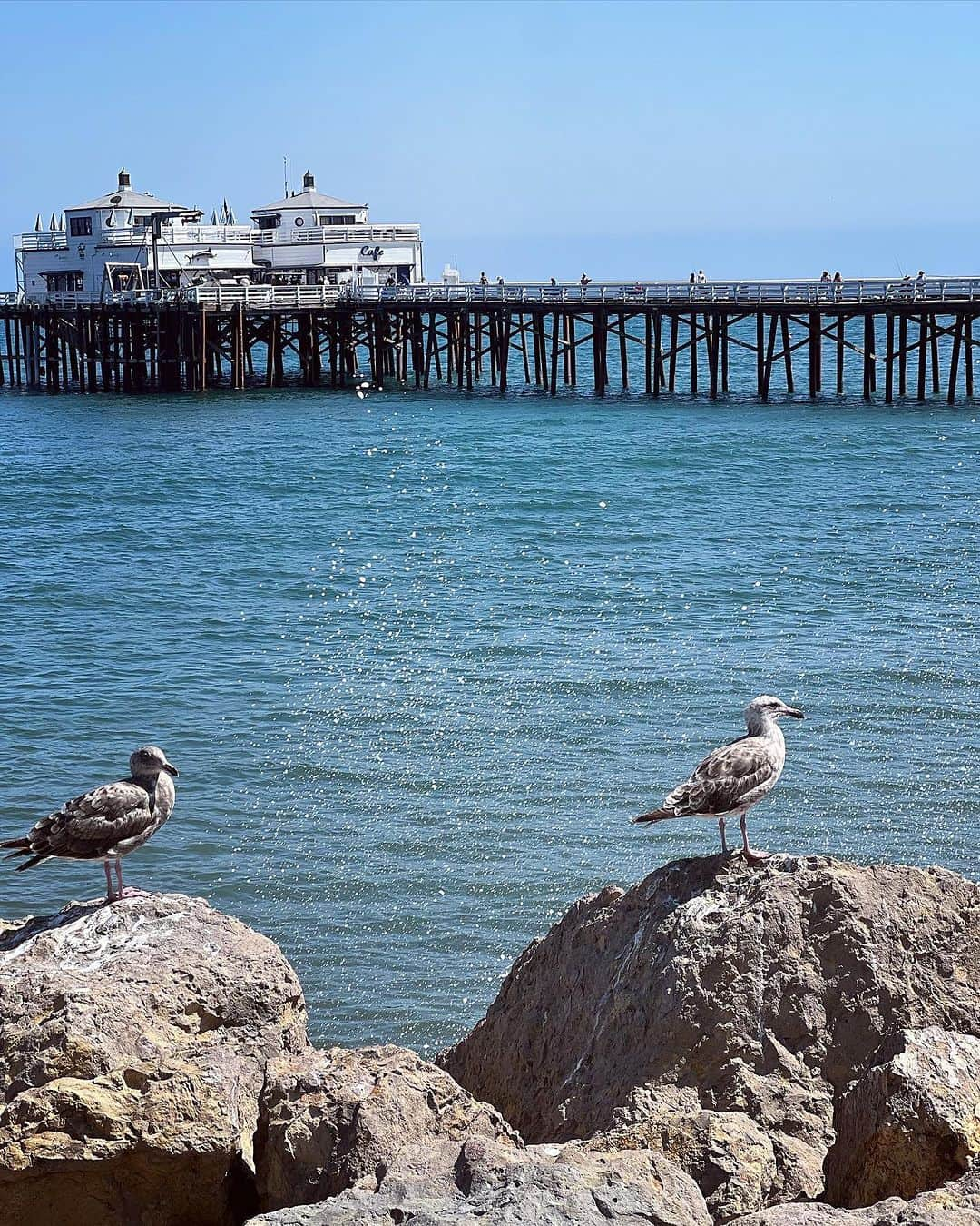 曽根由希江さんのインスタグラム写真 - (曽根由希江Instagram)「LA🇺🇸Malibu🏝️ ざっぱーん！な鳥さん撮れて満足。  #今夜もラジオ聞いてね #bayfm #あしたの音楽」8月31日 16時54分 - yukiesone427