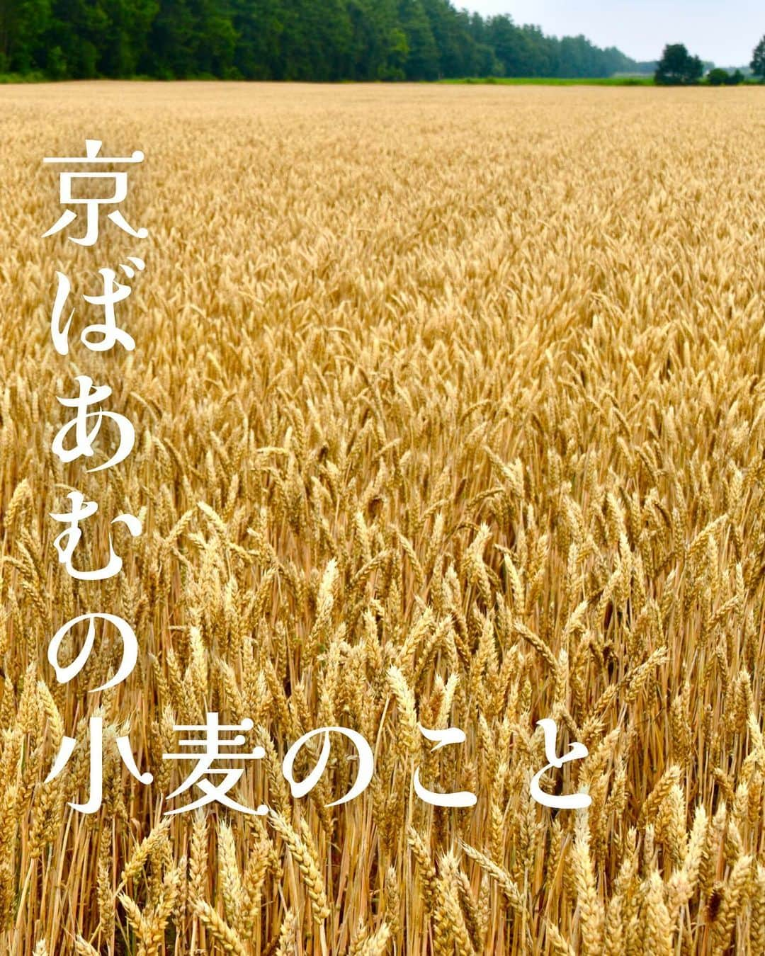 京ばあむ公式のインスタグラム：「\ 京ばあむの小麦のこと！ /  しっとりほわほわ、京ばあむ💚 このしっとり食感の秘密は・・・🤔💭  そう‼️ 試作を重ね、選び抜かれた"小麦"にあります🌾🌾 (もちろん他にも秘密はありますが😉)  口溶けの良い食感は 京ばあむにとって重要なポイント☝🏻✨  今回はその"小麦"についてご紹介します🥳  ・  京ばあむに使用している小麦は 契約農家👨🏻‍🌾さんから仕入れている こだわりの小麦です🌾  しっとり食感を追究して 色々な品種で何度も何度も試作を繰り返し... 北海道産小麦「きたほなみ」に辿り着きました🥹✨  どこで、どんな農家さんに、どんな風に 育てていただいているのか？  自分たちの目で見るために、新人研修では 北海道十勝の小麦畑を訪問しています👀‼️  農家さんの手で丁寧に育てられた小麦たちは 本当に美しい黄金色・・・🥹  農作物をつくる苦労や そこにかける想いを 農家さんから直接伺うことで、 「もっと美味しい京ばあむをつくろう！」 「お客さまにこの想いを届けたい！」 そんな気持ちが込み上げてきます☺️✨  農家さんと職人たちの 熱い想いが詰まった"京ばあむ"  次回お召し上がりいただく際には、 口溶けの良い"しっとり"とした食感と 北海道で黄金に輝く小麦畑を想像しながら ご堪能いただけると嬉しいです🥰💓  ・  \ 京ばあむのご購入場所は… /  01. 京ばあむ専門店や京都のお土産屋さんで！  02. 公式オンラインショップで！ (実はお取り寄せもできるんです😌)  👇プロフィールURLより 公式オンラインショップをご覧ください✨ @kyo_baum  #京ばあむ #バームクーヘン #抹茶スイーツ #抹茶 #京都 #京都スイーツ #京都グルメ  #京都土産 #baumkuchen #kyobaum #kyoto #お取り寄せ #お取り寄せスイーツ #お取り寄せグルメ #おやつ #小麦 #小麦粉 #生産者 #北海道」