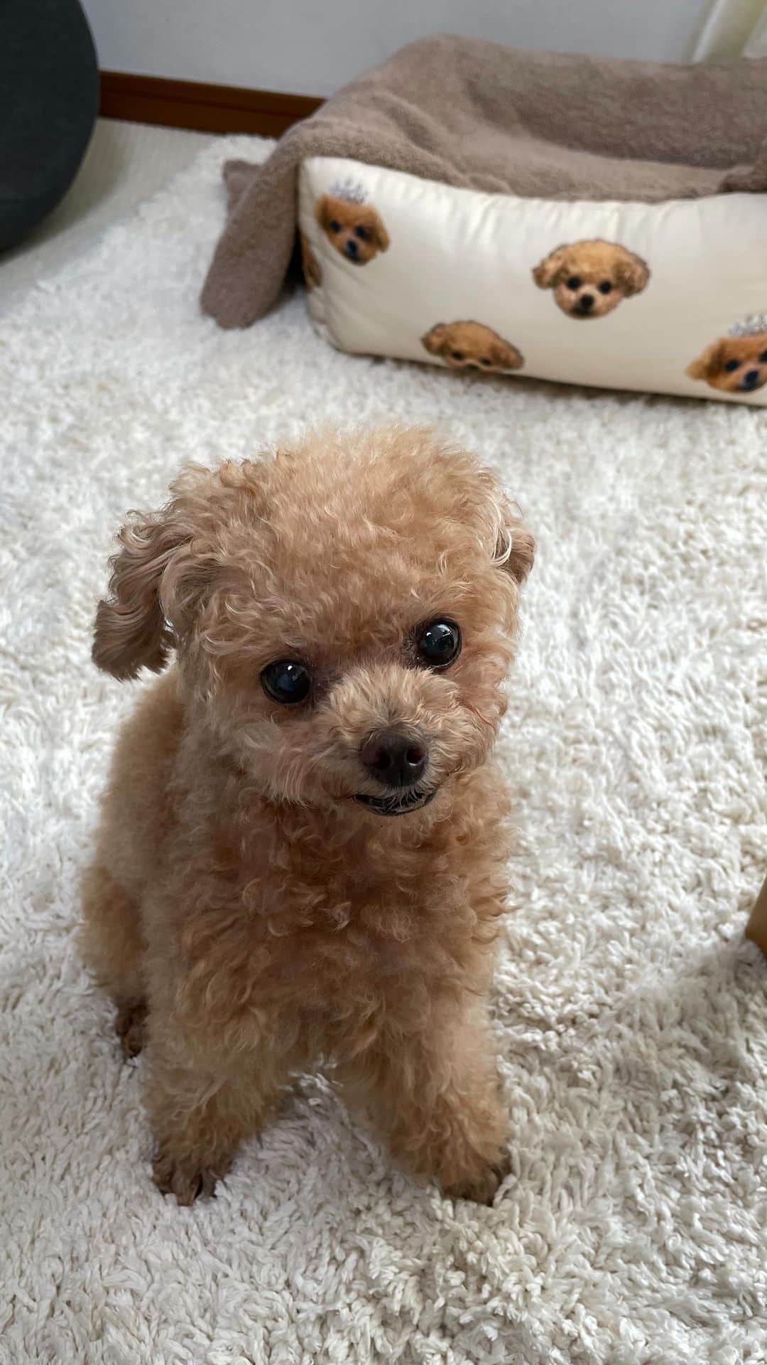 ふわのインスタグラム：「ボサボサすぎる…笑  #toypoodle#toypoodlegram#dogsofinstagram#instadog#doglover#doglife#cutedog#dog#fuwamama#ふわもこのふわ#ふわ#トイプードル#ふわもこ部#犬バカ部#親バカ部#犬のいる暮らし#いぬすたぐらむ」