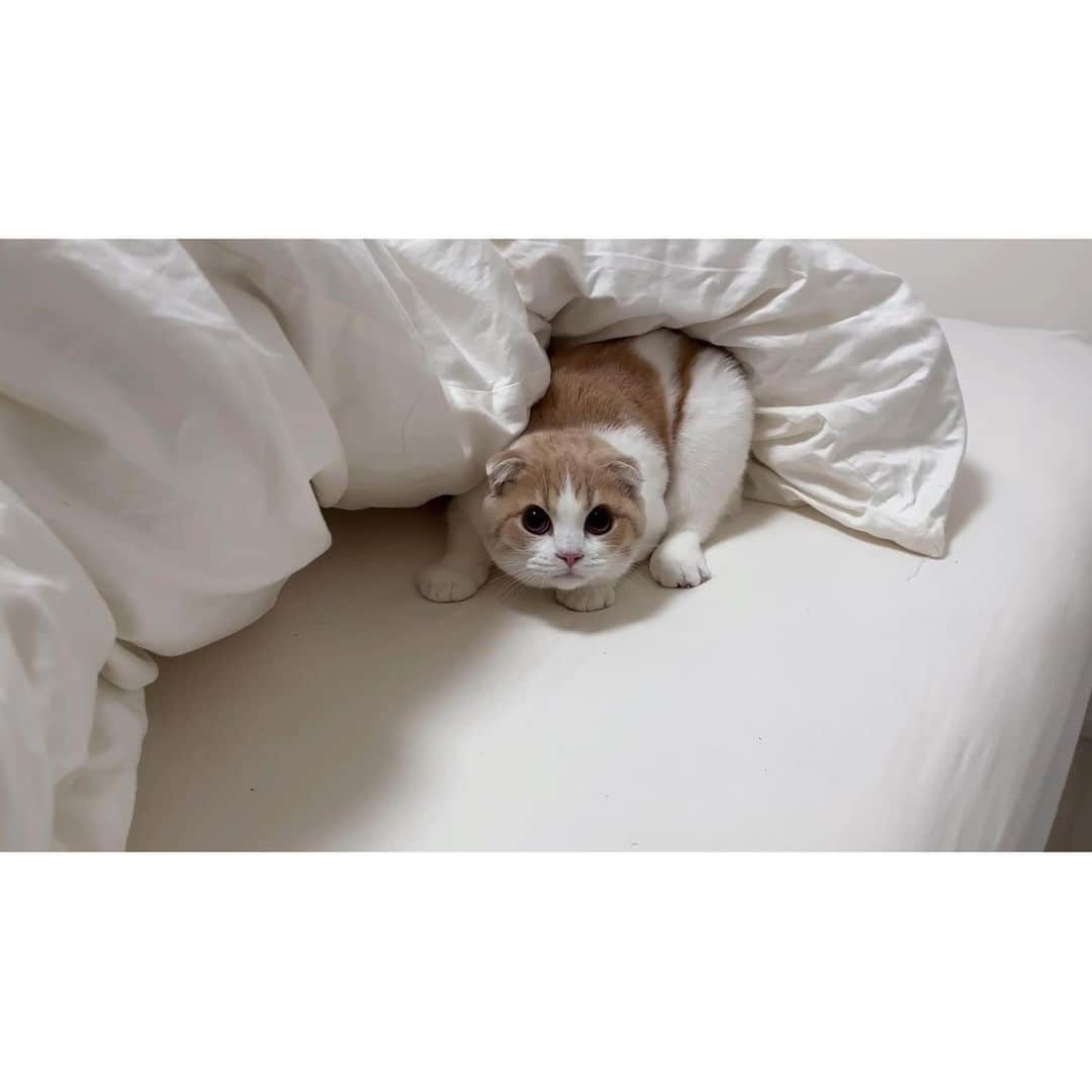 もちまるさんのインスタグラム写真 - (もちまるInstagram)「散髪したら猫に認識されず威嚇されました」8月31日 18時03分 - catmotimaru