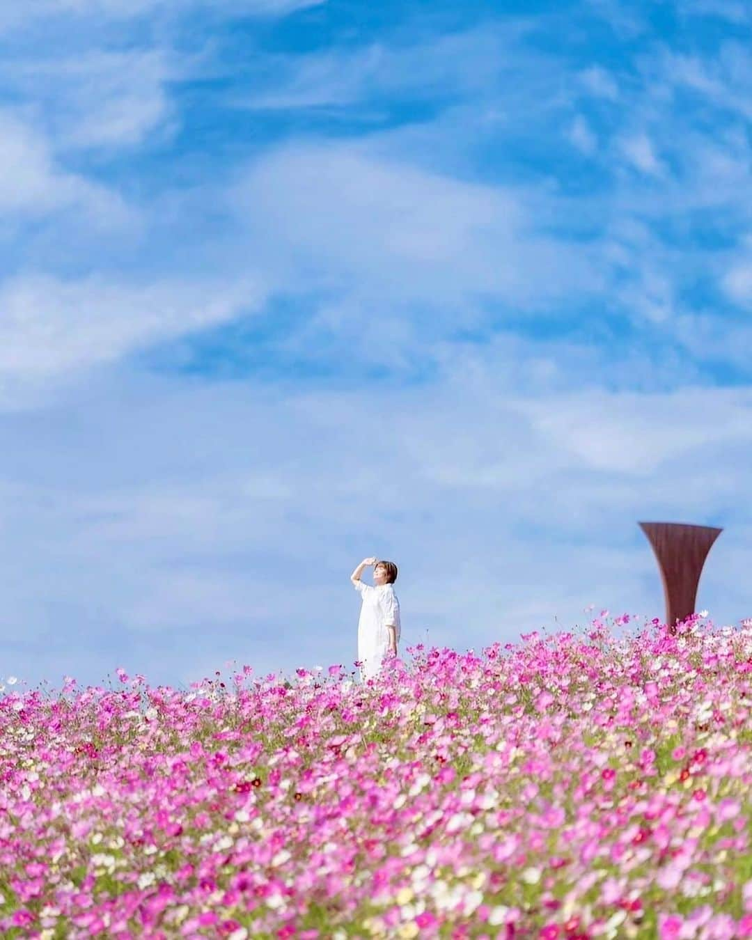 ジェットスター航空のインスタグラム：「行きたい！と思ったら【🌼】をコメント！ “次に行きたい”が見つかる#jettabi_japan #長崎編 ★ コスモスのピンクに癒やされる💕 #白木峰高原   長崎県の「白木峰高原（しらきみねこうげん）」は、標高1057mの五家原岳（ごかはらだけ）の中腹にある、コスモス畑の絶景スポット🌼 9月下旬~10月中旬には約20万本ものコスモスが見頃を迎え、辺り一面がピンク色に染まります😌💭   天気の良い日には、諫早平野や有明海、雲仙岳を望めむことができるため、ハイキングスポットとしても人気なのだとか🥹🌿   日が沈んだ後は、敷地内にある「コスモス花宇宙館」へ行くのもおすすめ🌌大型天体望遠鏡による本格的な天体観測を楽しめるんでスター🔭🌟   秋の旅行は１日を通して自然を満喫できる白木峰高原を訪れてみては？🌠💗   【白木峰高原】 📍長崎県諫早市白木峰町828-1   -------------------------------------------- ／ 📣ジェットスターなら、長崎まで ＼ ✈︎東京（成田）から 片道¥6,280〜   --------------------------------------------   ジェットスター・ジャパン公式アカウント（@jetstar_japan）では「“次に行きたい”が見つかる」をテーマに就航地の魅力をご紹介✈️⭐️「#jettabi_japan」をつけて、皆さんのFun&Happyな旅の思い出をぜひご投稿ください！素敵なお写真は、公式アカウントでご紹介させていただきます♪   ⭐️Special thanks📸 by @chun_liii （1枚目） / @aketanko（2枚目） / @cho_bsk85 （3枚目） / @mai_7100 （4枚目） / @sakurabomb_pen.travel （5枚目） / @manasuki（6枚目） --------------------------------------------   ※運賃はエコノミークラス「Starter」。支払手数料、空港使用料等が別途必要です。受託手荷物の料金は含まれません。諸条件が適用されます。 ※就航地のご紹介内容に関する最新情報は、下記の公式サイト等でご確認ください。 ------------------------------------------- 【参照サイト】 ながさき旅ネット、一般社団法人 諫早観光物産コンベンション協会 公式サイト -------------------------------------------   #長崎 #長崎観光 #長崎旅行 #ジェットスター #jetstar #jetstar_japan #LCC #飛行機 #trip #旅好きな人と繋がりたい #九州 #九州旅行 #諫早市 #国内旅行 #夏旅行計画 #長崎デート #nagasaki #コスパ旅 #女子旅 #長崎絶景 #長崎おでかけ #長崎ドライブ #九州ドライブ #九州絶景 #コスモス #秋桜 #コスモス畑」