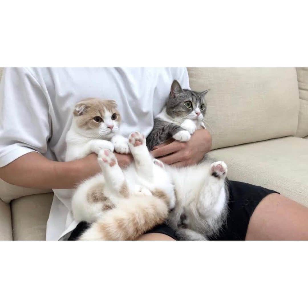もちまるさんのインスタグラム写真 - (もちまるInstagram)「抱っこされて映画鑑賞してる猫たち」8月31日 18時05分 - catmotimaru