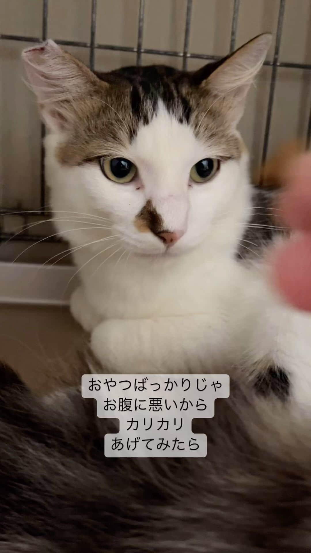 nozomiorideのインスタグラム：「本日のご様子 (人馴れ修業のためのコミュニケーションです)  捕獲器になかなか入らなかった慎重派なので（笑） ゆっくり変化してますね (とと丸さんはチョロかったはず😂)  #ねこのきもち #猫好きさんと繋がりたい #保護猫 #成猫の魅力を伝えたい  #ねこすたぐらむ  #きじしろ#キジシロ#きじしろ男子」