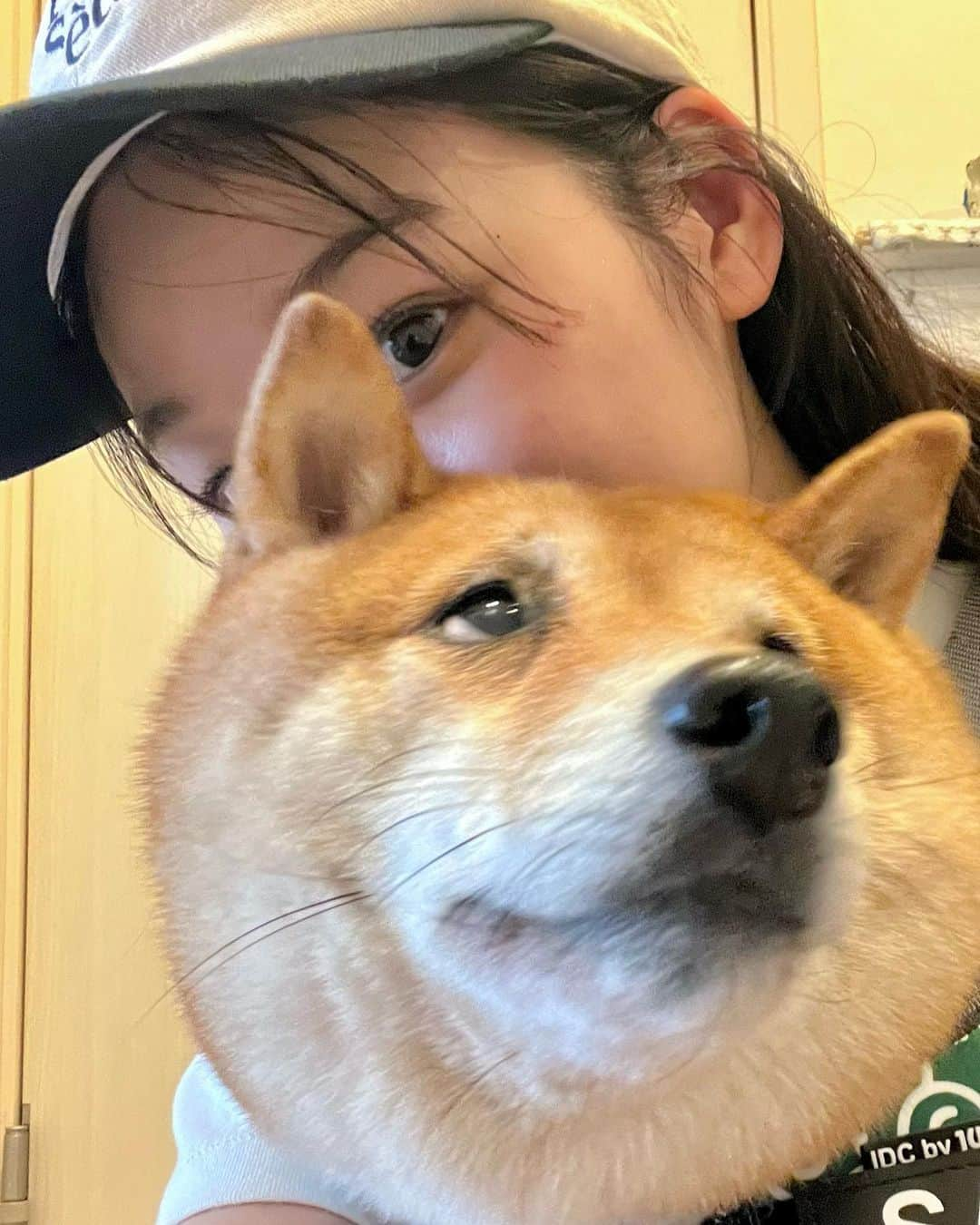 森田想さんのインスタグラム写真 - (森田想Instagram)「愛犬日記。犬にとって、歩くにも寝るにも一苦労なこの暑さ、我が家のさんちゃんもヘロヘロだったのですが…気に入るネッククーラーが見つからず…。すると、こはちゃん @koharu_sakai 家のロブがキュートなお手製を付けているのに便乗し、是非うちの犬にも！！とおねだりオーダー。聖母が作ってくれました〜😭少しむっちりなさんちゃんもムチウチに、どんな犬だってムチウチに…。保冷剤も入りサイズもぴったり、この世で一番可愛いアイテム🍦涼しくて喜ぶこの笑顔😭そんなこはちゃんが生み出す可愛い製品は他にもあるので @atelier__san をチェックしてみて下さい。愛犬家の皆さん、もうすぐ秋ですよ！こはちゃん、有難う❣️」8月31日 18時31分 - kokoro_morita