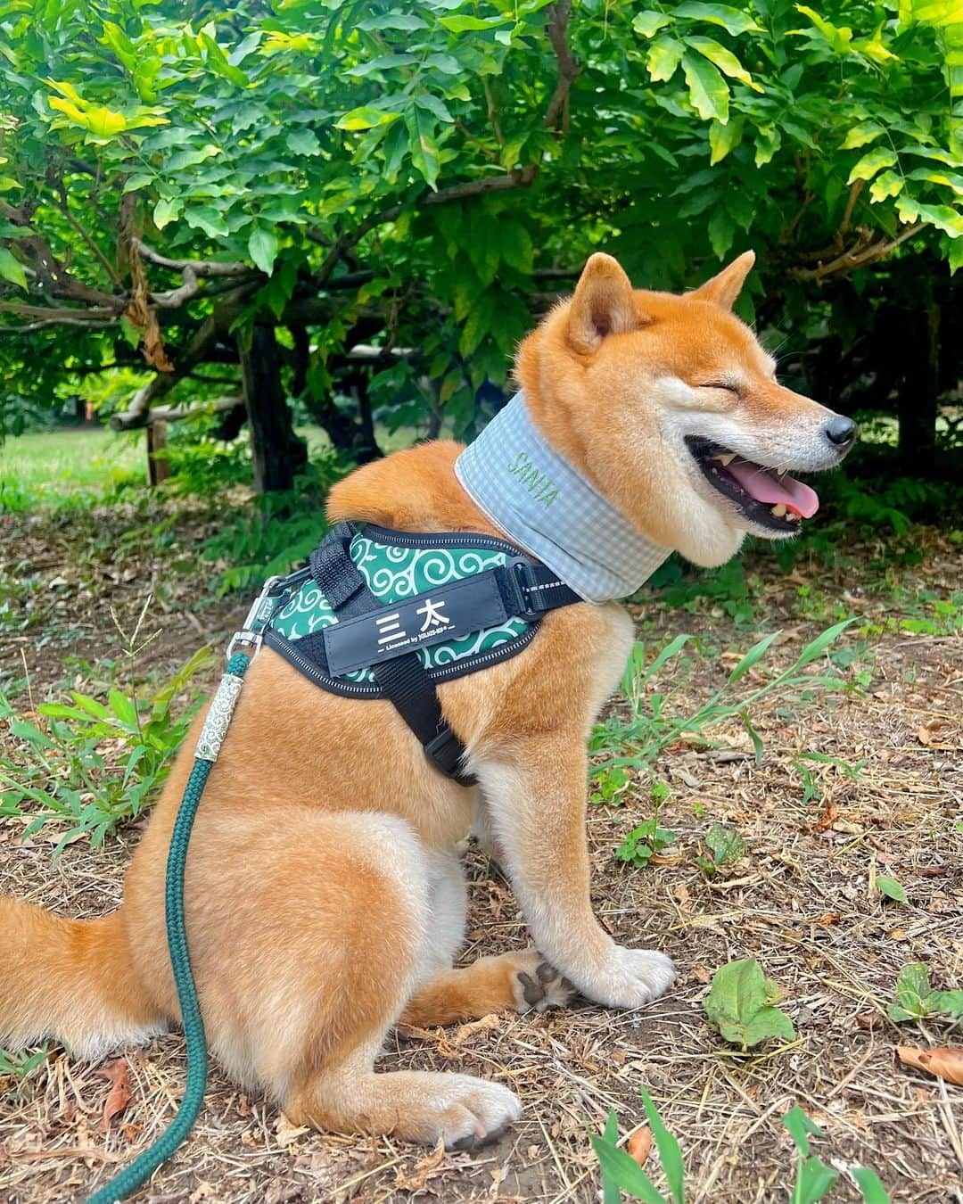 森田想さんのインスタグラム写真 - (森田想Instagram)「愛犬日記。犬にとって、歩くにも寝るにも一苦労なこの暑さ、我が家のさんちゃんもヘロヘロだったのですが…気に入るネッククーラーが見つからず…。すると、こはちゃん @koharu_sakai 家のロブがキュートなお手製を付けているのに便乗し、是非うちの犬にも！！とおねだりオーダー。聖母が作ってくれました〜😭少しむっちりなさんちゃんもムチウチに、どんな犬だってムチウチに…。保冷剤も入りサイズもぴったり、この世で一番可愛いアイテム🍦涼しくて喜ぶこの笑顔😭そんなこはちゃんが生み出す可愛い製品は他にもあるので @atelier__san をチェックしてみて下さい。愛犬家の皆さん、もうすぐ秋ですよ！こはちゃん、有難う❣️」8月31日 18時31分 - kokoro_morita