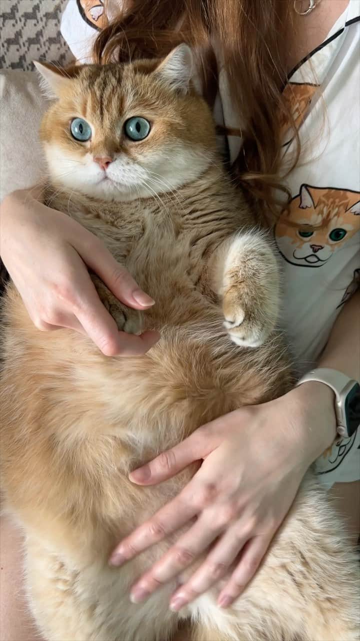 Hosicoのインスタグラム：「Fluffy tummy 🦁」