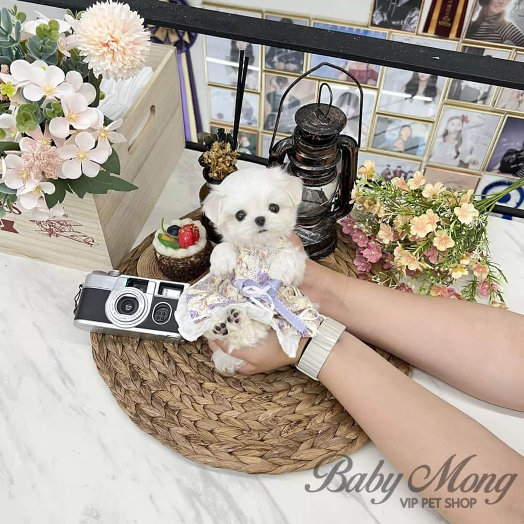 さんのインスタグラム写真 - (Instagram)「Perfect body proportion baby maltese . . 저희는 다양한 강아지를 소유하고있으며, 강아지의 외모와 건강에 최선을 다하고 있습니다. We OWN Each and Every Puppy In Hand We Only Offer the Best in Appearance and Health  . . 베이비몽은 11년동안 운영한 믿을 만한 펫샵으로 많은 한류스타, k팝스타, 셀럽들이 선택한 곳입니다 미니 사이즈,명품견 전문으로  해외,국내에서 이미 유명하며  단 한건의 사고 없이 지금까지 운영해 왔습니다  당신이 원하는 강아지가 있다면 언제든지 연락주세요!!  BabyMong is a reliable pet shop that has been operating in Korea for 11 years. Many K-pop stars, Korean wave stars, and celebrities chose BabyMong. We are specialize in selling mini-cup-sized puppies. We sent many puppies abroad for a long time. And the puppies have been transported safely without a single accident.  Feel free to contact me if you are interested. . . ????서울 영등포 본점: 010 8325 0086 영업등록번호: 110111-7609071 주소: 서울시 영등포구 영중로23 대표번호: 1688-4386 ??  text Instagram☎+82-10-2214-0186 Whatsapp +82-10-2214-0186 Wechat babymongoverseas Email : babymongkorea@gmail.com Dm : ?? Please direct message call me BABYMONG Main Kakao talk ID : babymongkorea . . #말티즈 #미니말티즈 #몰티즈 #말티즈분양 #말티  #말티즈전문 #말티즈켄넬 #강아지켄넬 #강아지분양 #애견 #애견분양 #베이비몽 #서울 #영등포  #maltese #minimaltese #teacuppuppy #teacupmaltese #maltesegram  #koreanpuppy #cute #cutedog #dogstagram #puppylove #puppy #dogadoption #puppyforsale」8月31日 18時50分 - babymong