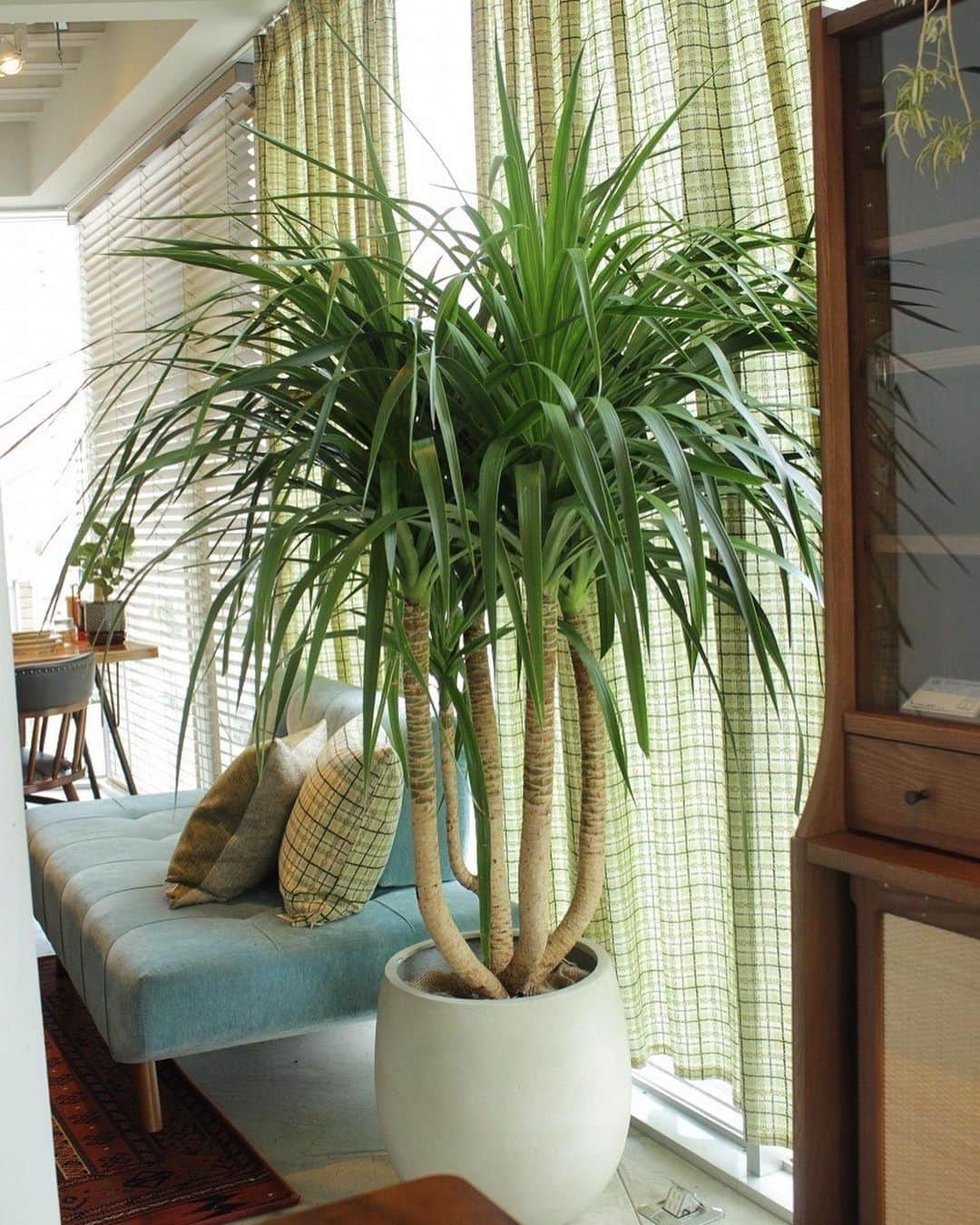 のインスタグラム：「We have a wide variety of plants, from small plants to large plants. 🪴  #acmefurniture #vintagefurniture #foliageplant」