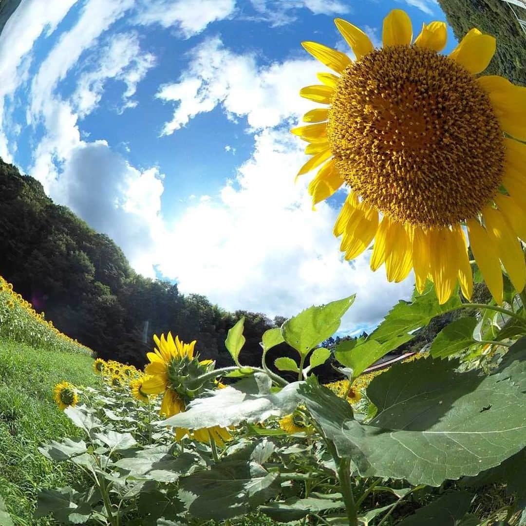 Official RICOH THETAのインスタグラム：「THETA360 sunflower field Matsuda Machi Yori  📸: @palette.tubura   ***************** Please add #theta360 to your photos shot with THETA and post them😊 . . . . . #ricohusa #ricoh #ricohimaging #ricohtheta #lifein360 #360camera #360view #camera #cameratips #cameralover #photographylovers #photographer #photooftheday #photographytips #cameragear #photoediting #editingtips #art #360photography"」