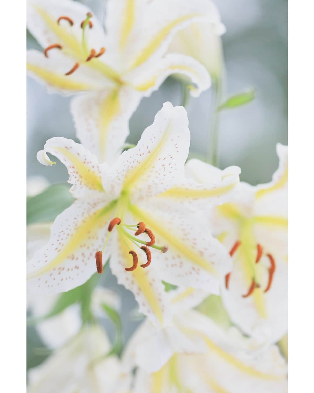 花の写真館のインスタグラム：「Photo by ochiai toshiya. https://www.facebook.com/ochiai.toshiya . 本アカウントは、 #私の花の写真 をつけてInstagramに投稿された皆さまの花の写真や、「花の写真館」Facebookページで投稿された花の写真を紹介します。 「花の写真館」Facebookページは、「 @floral.photograph 」のプロフィールにあるURLからご覧ください。 . ※各種法令、マナー、関係者の指示に従った撮影をお願いします。 *Please ensure that your photography adheres to all relevant laws, etiquette, and instructions issued by authorized persons. ※本アカウントは東京カメラ部がFacebook、Instagramのサービスを利用して運営しているもので、Meta社・Instagramとは一切関係ありません。 . #花の写真館 #floralphotograph #floralphoto #flower #flowers Follow: @floral.photograph」