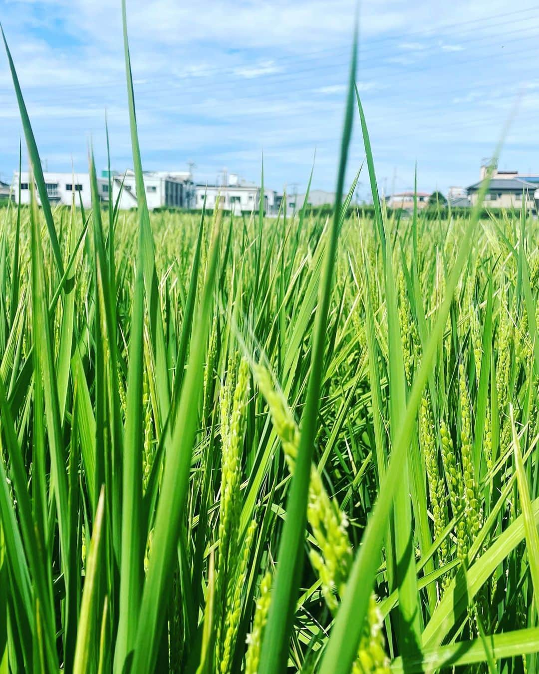 宮田麺児さんのインスタグラム写真 - (宮田麺児Instagram)「山田錦と雄町をみにいきました！ 稲の花が咲いてました  いい酒米が出来そうです！  とにかく最高　 生命の　いぶき　を感じました。  #山田錦#雄町#酒米#日本酒#東大阪#田んぼ#農業#稲#花」8月31日 19時44分 - miyatamenji