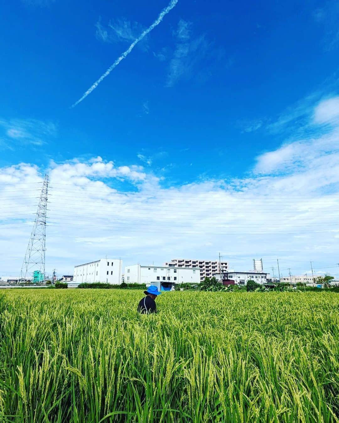 宮田麺児さんのインスタグラム写真 - (宮田麺児Instagram)「山田錦と雄町をみにいきました！ 稲の花が咲いてました  いい酒米が出来そうです！  とにかく最高　 生命の　いぶき　を感じました。  #山田錦#雄町#酒米#日本酒#東大阪#田んぼ#農業#稲#花」8月31日 19時44分 - miyatamenji