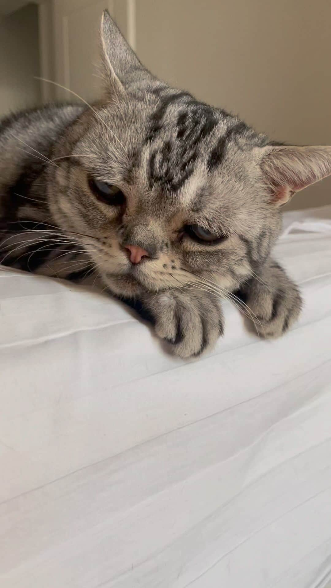 ルフのインスタグラム：「If luhu did not purring that loud i think too many people think luhu is sad now,well Luhu’s sadness is an appearance, the happiness is a reality 😄😄 - - #luhu #sadface #cat #purring #angel #cute #adorable #lovely」