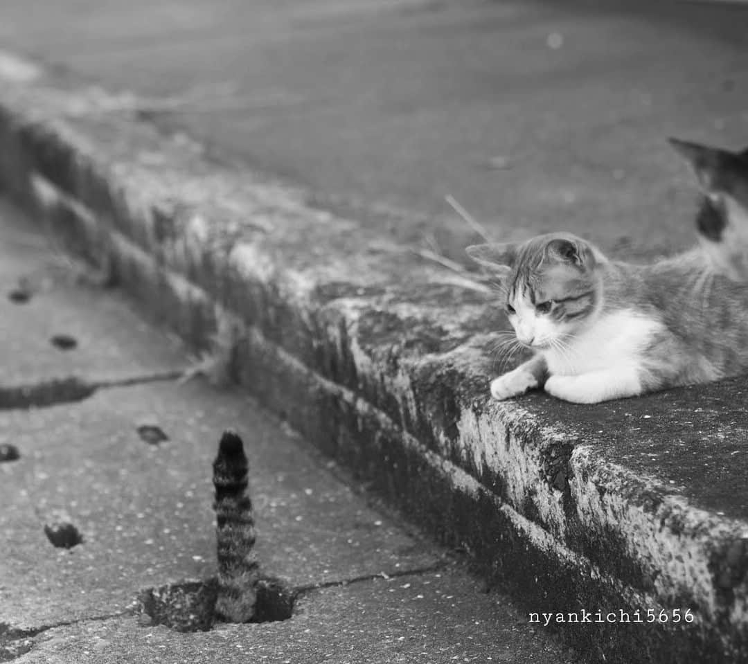 路地裏のにゃん吉のインスタグラム：「CAMERA ︰OMD-EM1mark Ⅱ LENZ︰M.ZUIKO DIGITAL ED 12-100mm F4.0 IS PRO   #猫穴部 🕳ペロ チビ  #om_system_jp #om写真投稿 #japancamera_official #猫部#nekoclub#แมว#icu_japan #igersjp#猫 #にゃんすたぐらむ#ig_catsclub #cats# #catsofinstagram #gatto#catloversclub#bnw_catalonia  #東京カメラ部#icu_japan#cute #catstagram#広がり同盟 #bestcatclub #gallery_legit #写真を止めるな#love_bestjapan #lovers_nippon  #team_jp_モノクロ」
