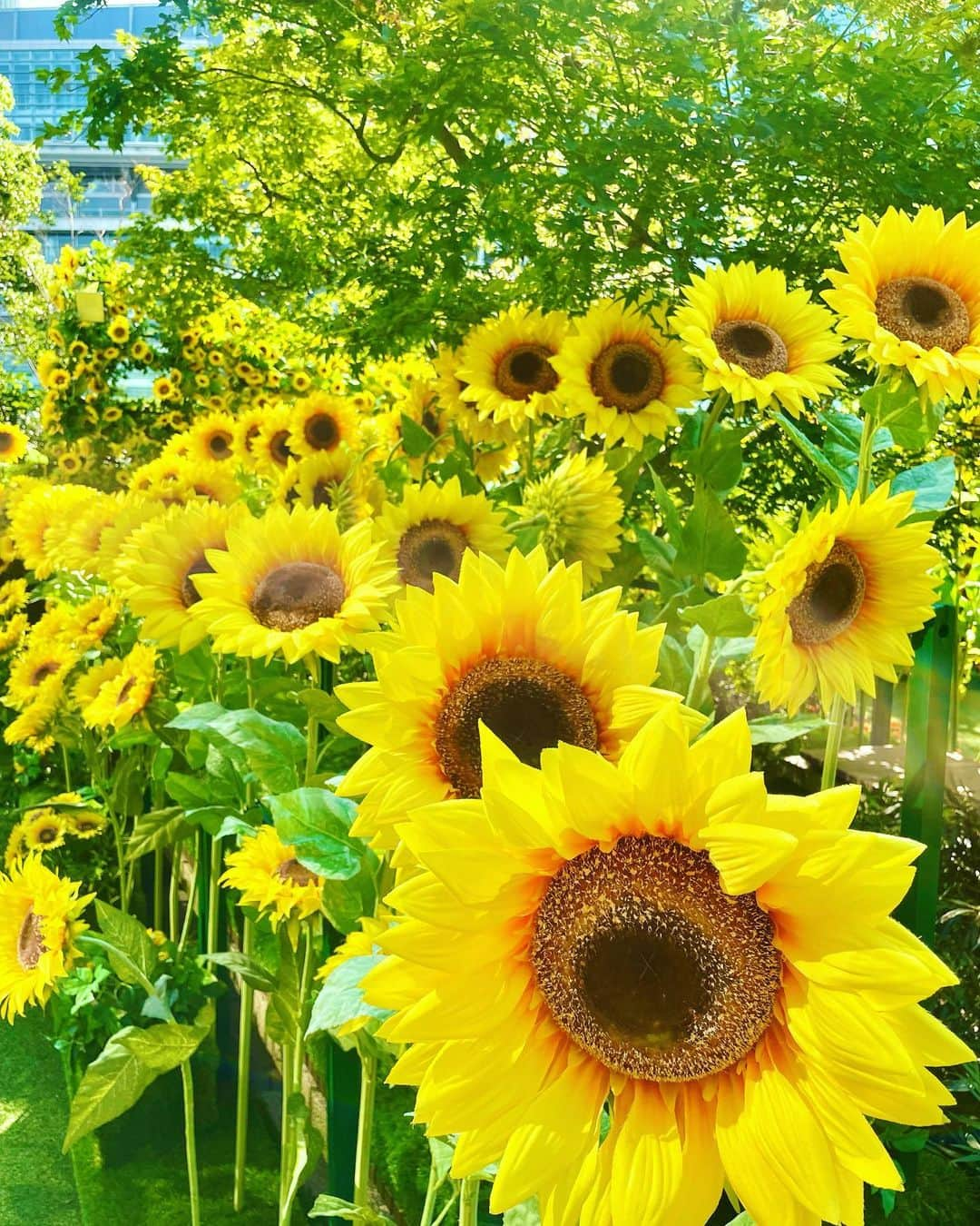 Manaさんのインスタグラム写真 - (ManaInstagram)「🌻夏の終わり🍃今日で8月も最後ですね🌕 9月になるといよいよ秋へ向かう気持ちになります😊 ⁡ 皆様、9月もよろしくお願いします♡ ⁡ ⁡ ⁡ 最近のひまわり畑〜✨✨ ⁡ いろんな花言葉があるなかでも向日葵は 「あなただけを見つめる」 という素敵な言葉を持っています🤍 ⁡ ⁡ 想いを寄せる方や お世話になった方に 感謝の気持ちを込めてひまわりを プレゼントするのもいいかも😚💕 ⁡ ⁡ ⁡ ⁡ ⁡ ⁡ #夏の思い出 #元気 #笑顔 #ひまわり #ひまわり畑 #向日葵 #花畑 #お花畑 #ヒマワリ #お花好き #夏コーデ #ホワイトコーデ #麦わら帽子 #スーパームーン #スーパーブルームーン #あなただけを見つめる #花言葉 #大名古屋ビルヂング #名古屋駅 #sunflower #sunflowers #summergarden」8月31日 22時44分 - mana.tcy