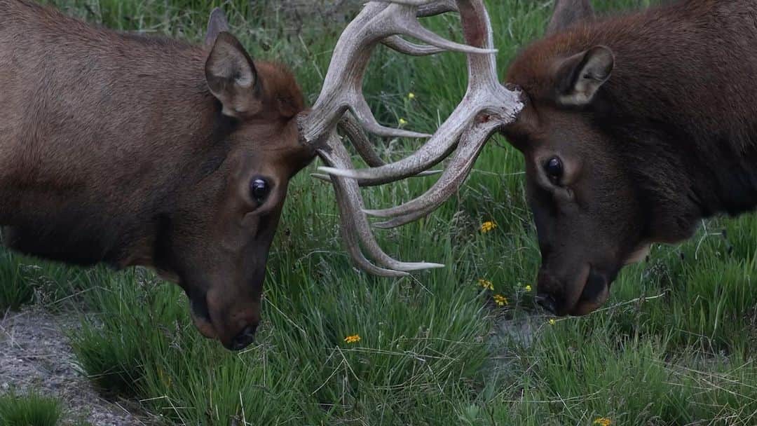 Keith Ladzinskiのインスタグラム：「It’s that time of year where the big boys throw down to see who’s got what it takes. Big elk warming up in @rockynps for the seasonal rut.」