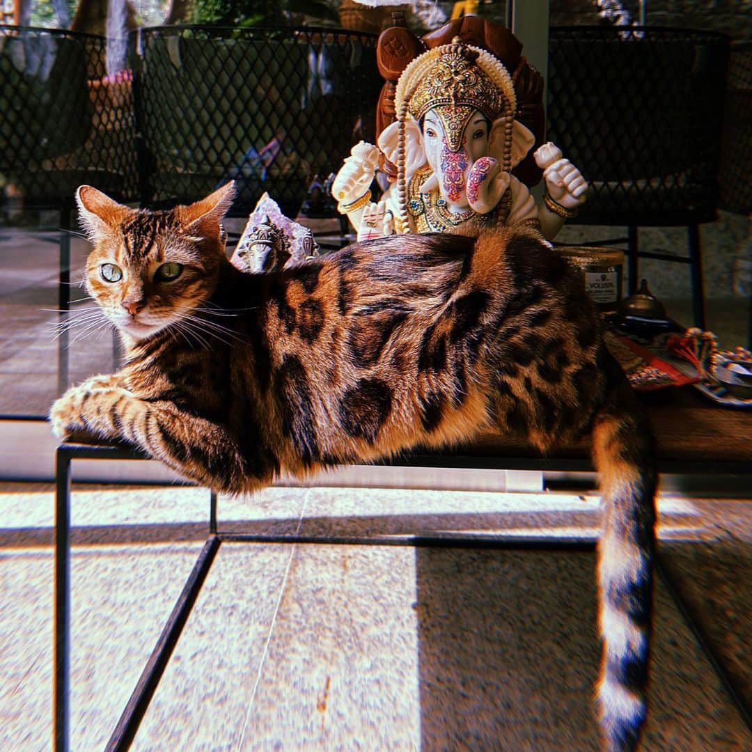 massaferaのインスタグラム：「✨Atenta e Ternurinha」