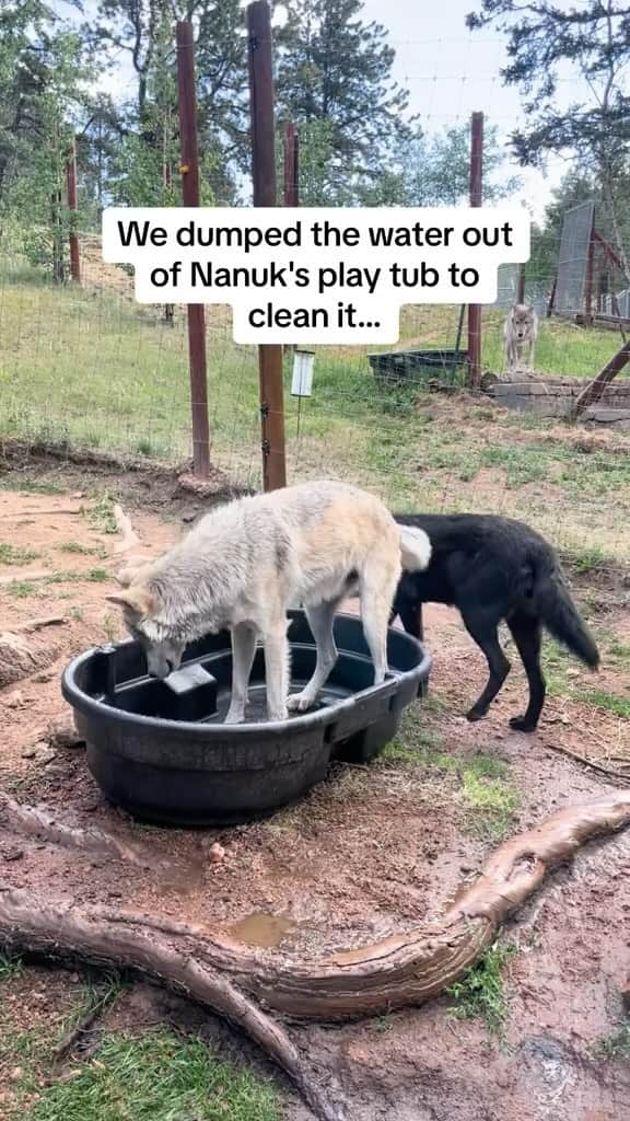 DogsOf Instagramのインスタグラム：「Don’t worry, he got his water back 💦😆 Fetched with permission from @cowolfcenter (go check out their amazing wolf and wildlife center!) 🐺❤️  . . . #wildliferefuge #wolvesofinstagram #funnypups #wolfsanctuary」