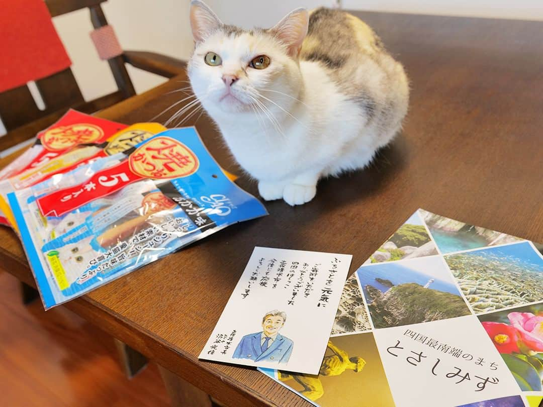 パステルキャットワールドのインスタグラム：「YouTube動画「日本中の猫さんがお世話になっている【高知県土佐清水市】からわが家の猫達に素敵な贈り物が届きました」より #猫 #cat #cats #catstagram #catlife #calico #calicocat #dilutecalico #nekokichi #pastelcatworld #ねこ #ネコ吉 #ふるさと納税 #ふるさと納税返礼品 #高知県土佐清水市 #焼かつお」